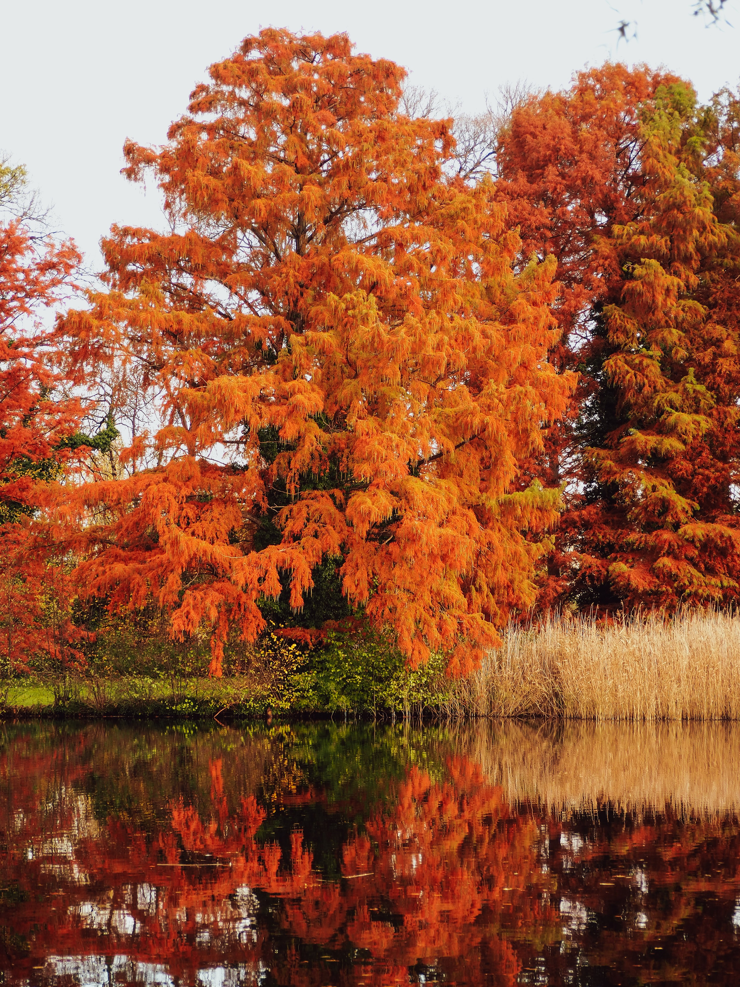 Осень в Потсдаме. Германия. Репортажный фотограф в Берлине Александра Герман