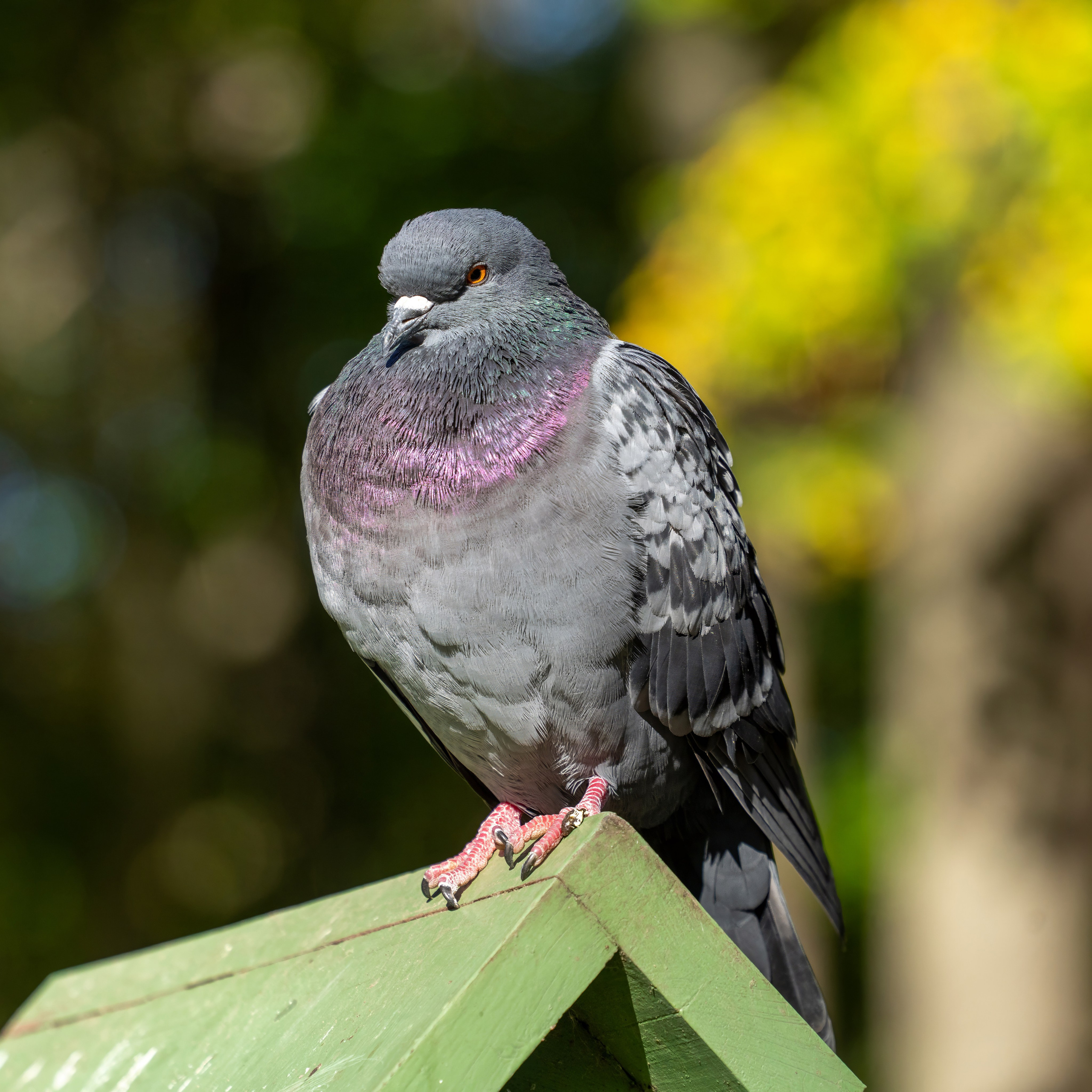 Animals — Животные