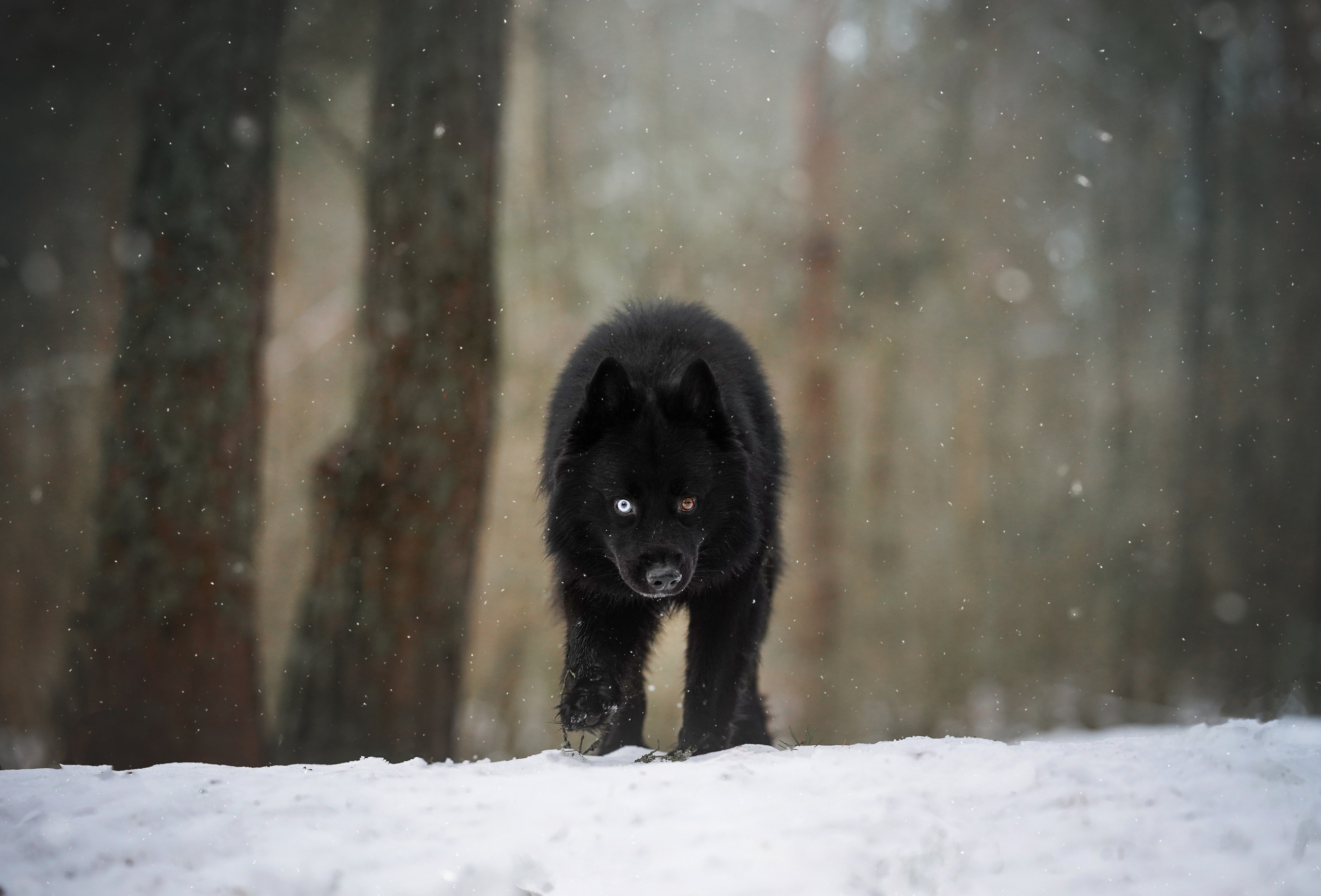 Лора Джанго и Хэппи. Фотограф-анималист в Санкт-Петербурге Яна Мартынова