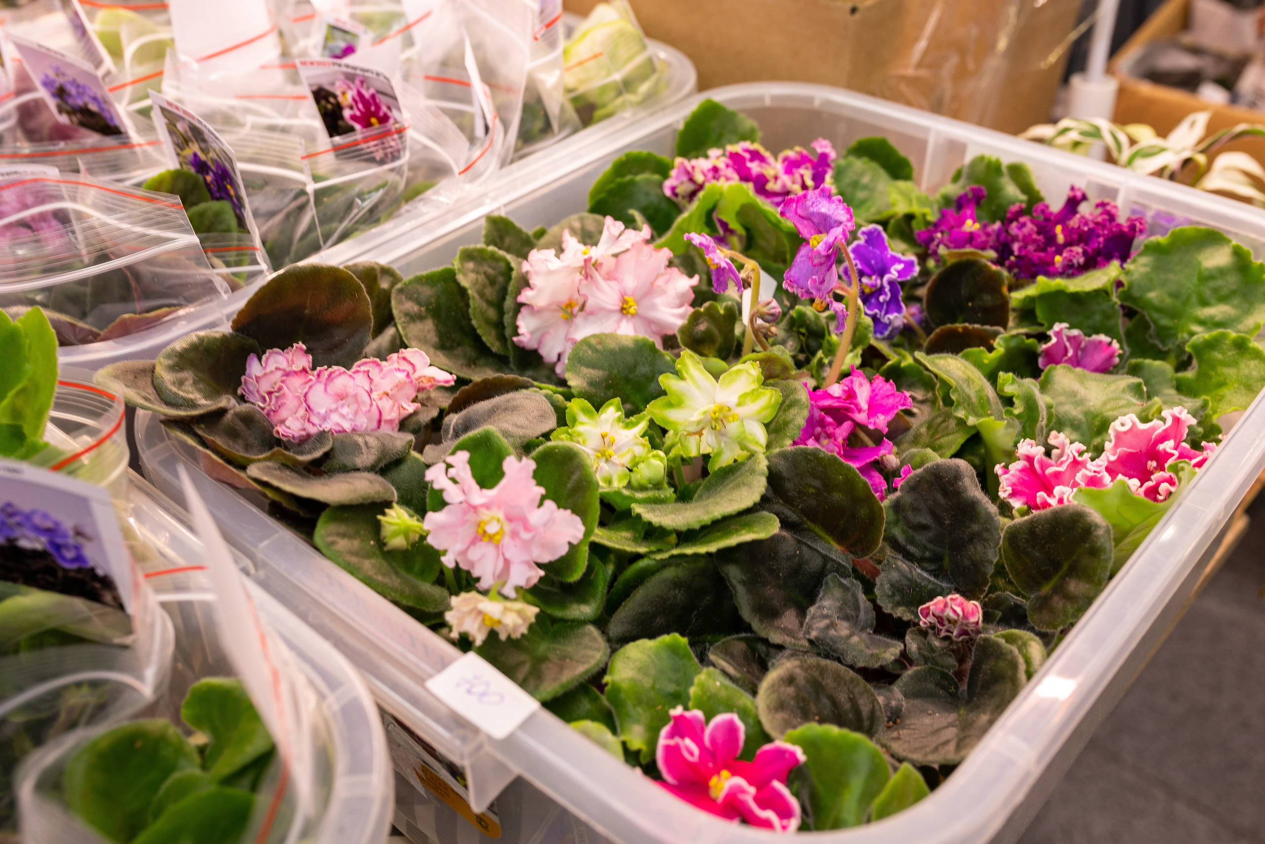 Орхидиум июнь 2024. Александра Куликова фотограф, Москва