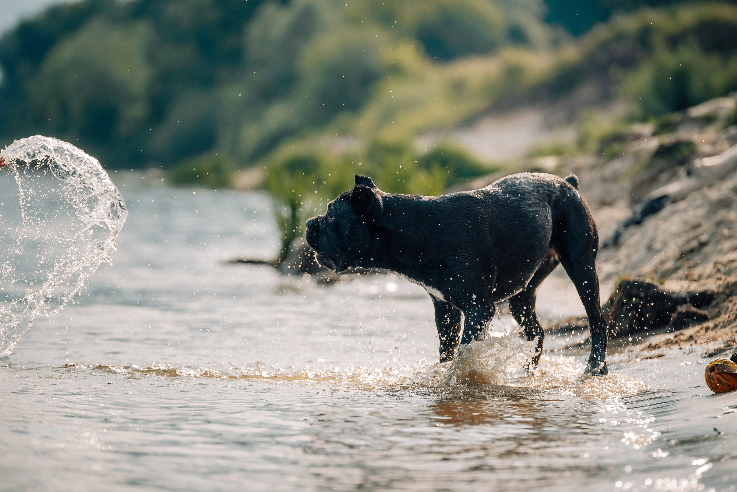 Арина и Николь. Фотограф-анималист Анастасия Парфенова|Екатеринбург