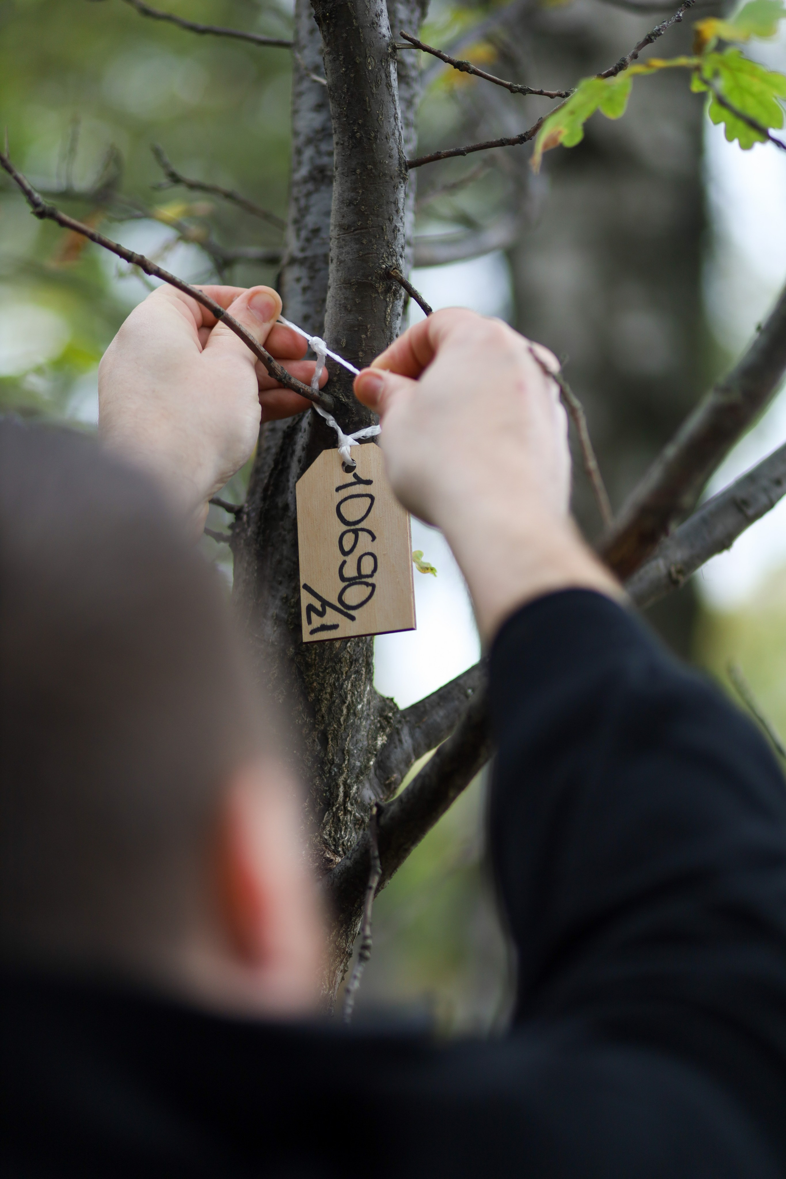 Семейное дерево. Главная