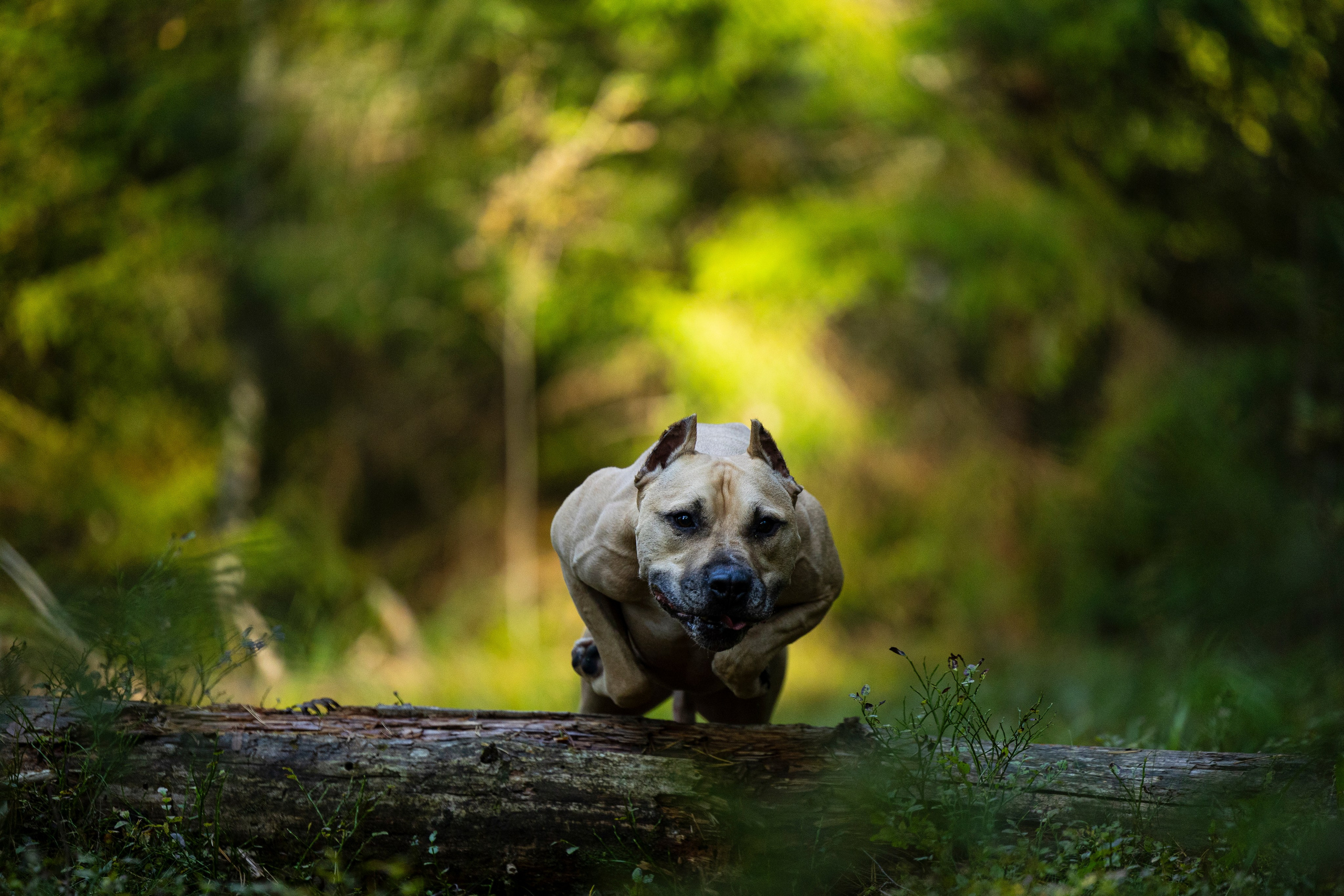 Фобос. Фотограф-анималист Анна Маринич
