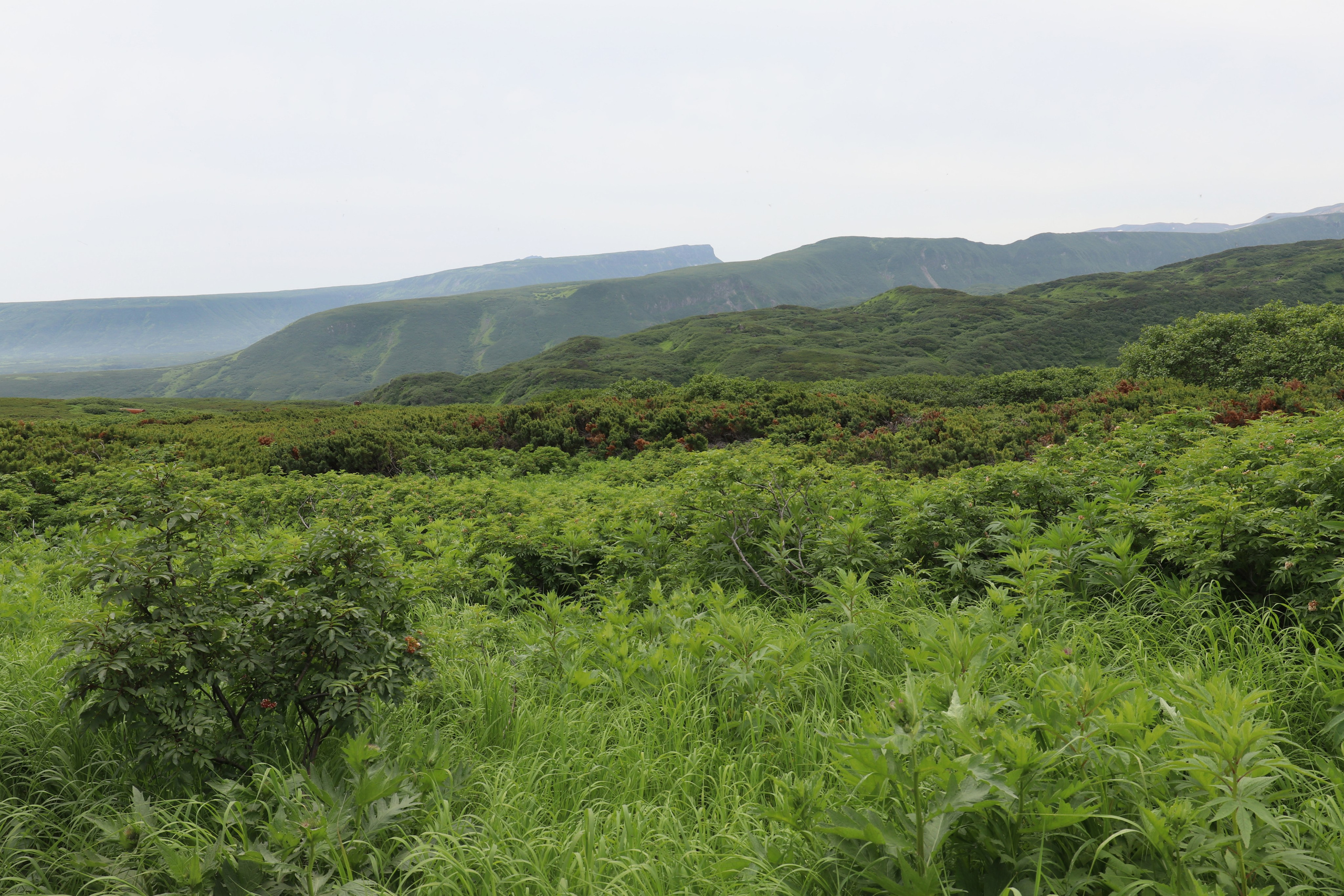 Камчатка и о. Парамушир. Июль 2024. Путешественник-фотограф из Санкт-Петербурга Татьяна Свистулина