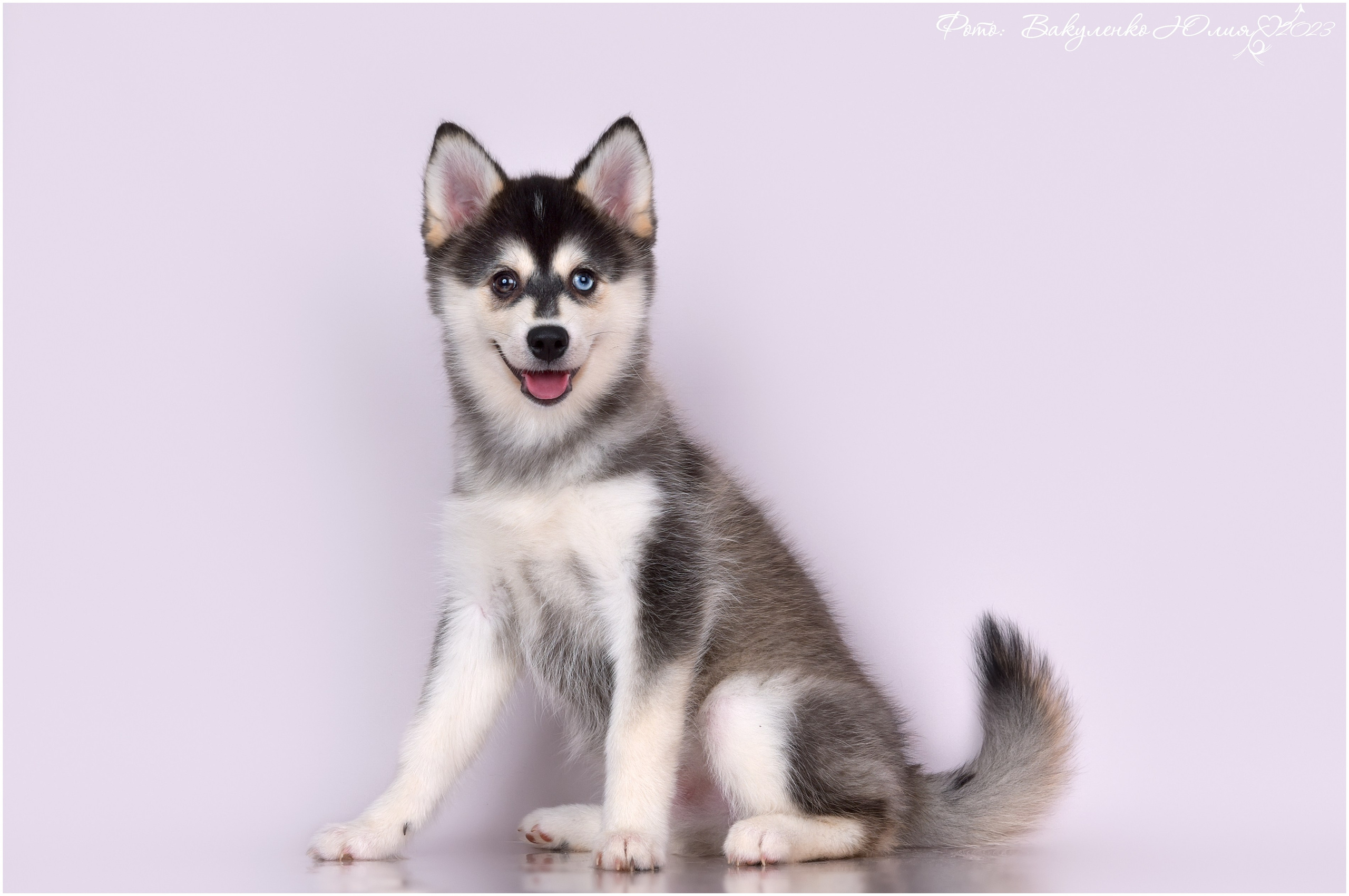 Студийная съемка. Фотограф анималист | семейный Юлия Вакуленко, г. Краснодар