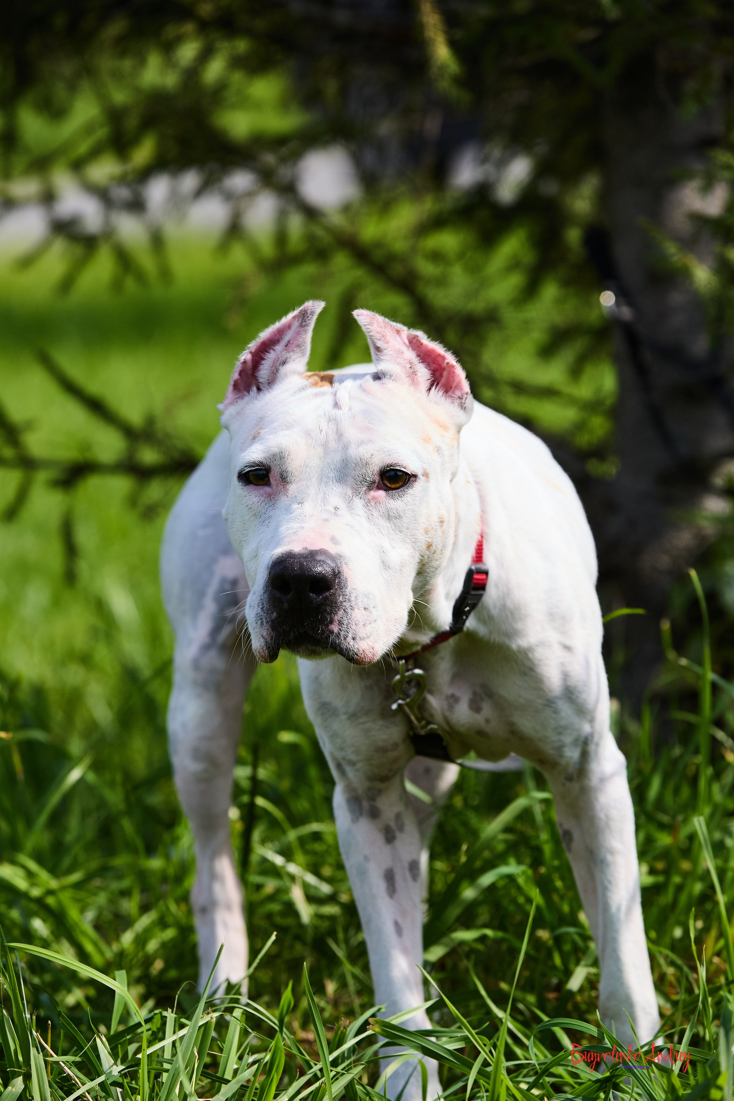 Проект фотопрогулка с хвостиком. Buyvolenko Andrey