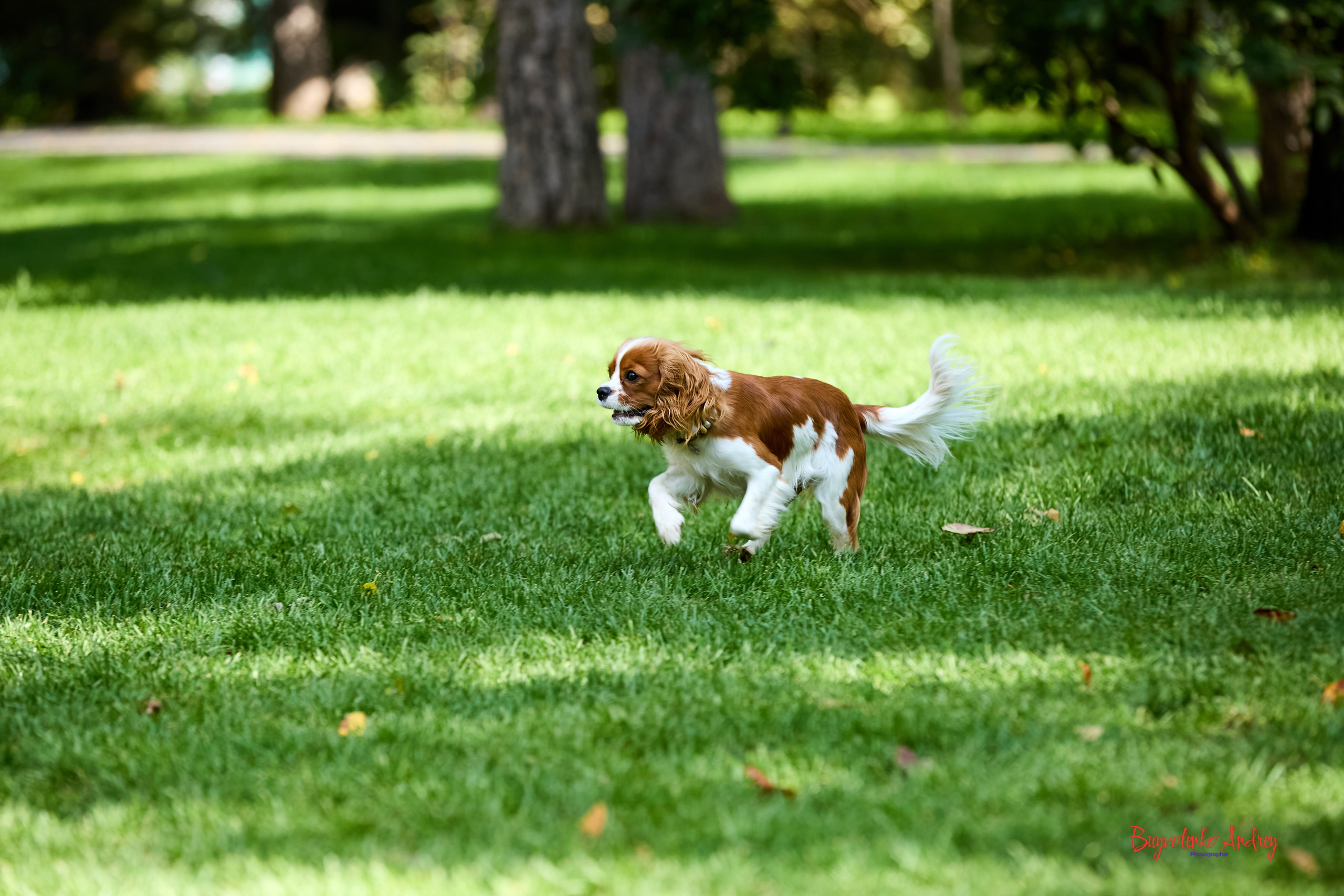 Фотопрогулка с кавалерами. Buyvolenko Andrey
