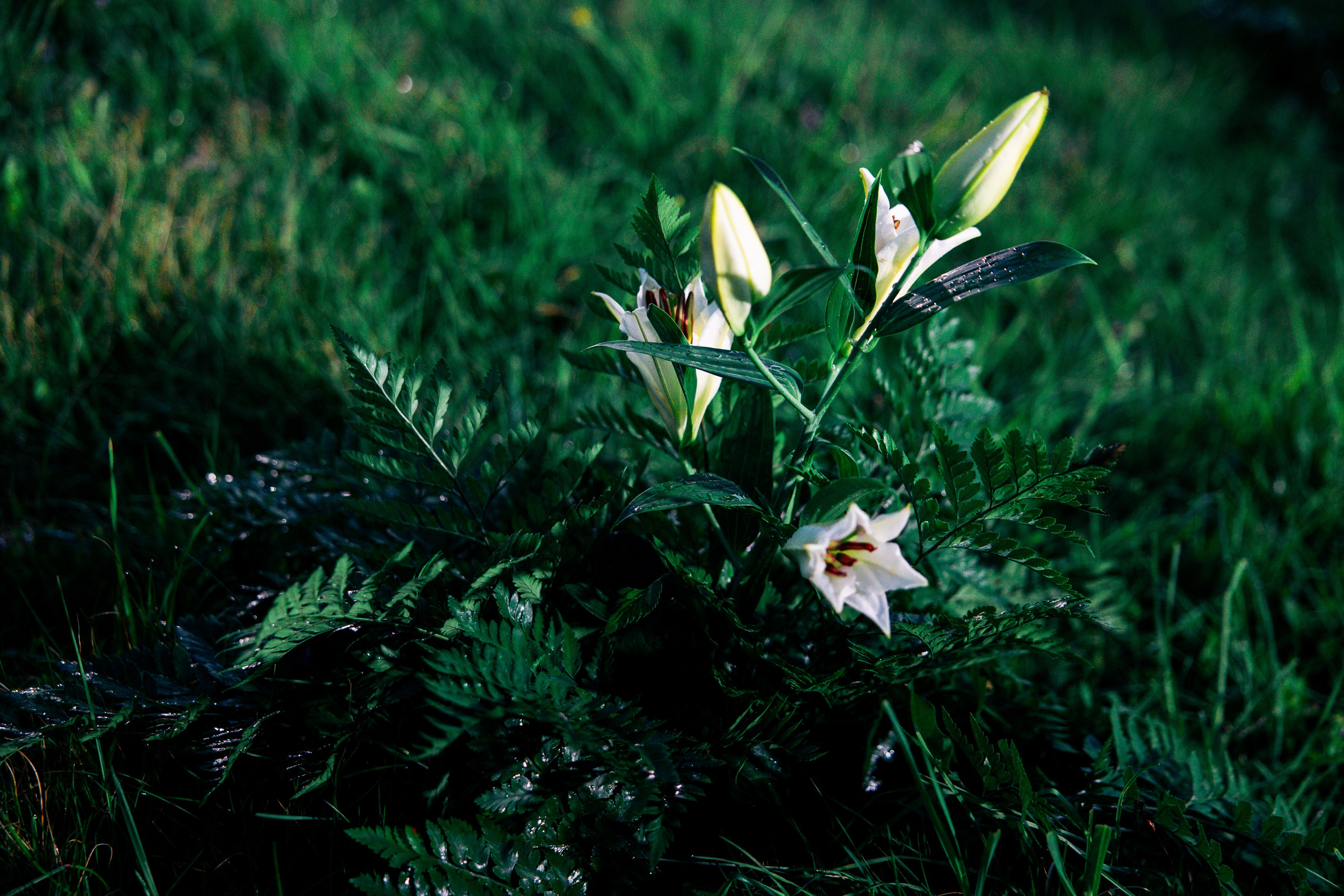 ХОЛОП -тематический праздник. Свадебный фотограф Минск РБ