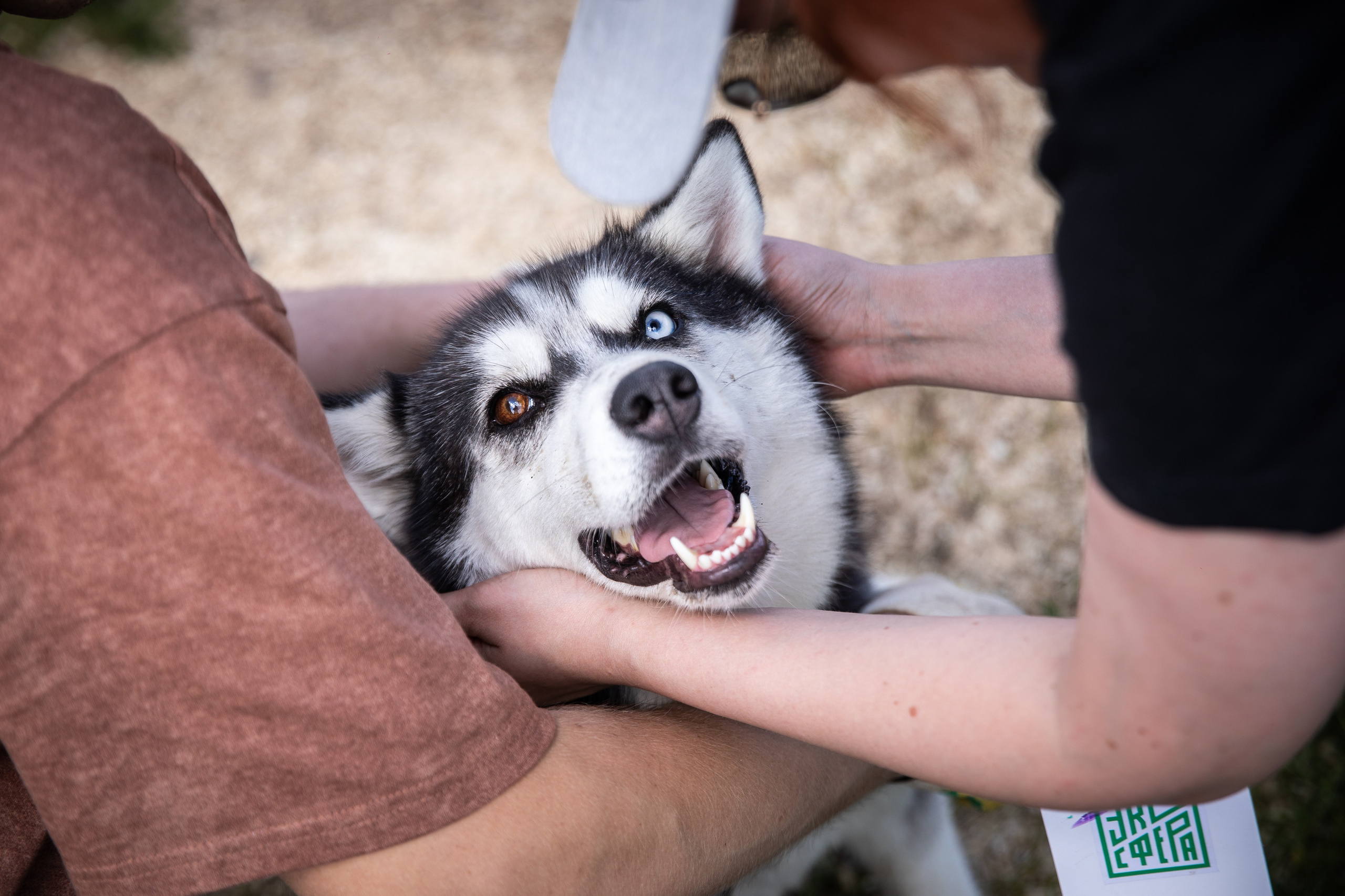 Приют — Наш дом. Репортажный и свадебный фотограф в Челябинске Елисеев Павел