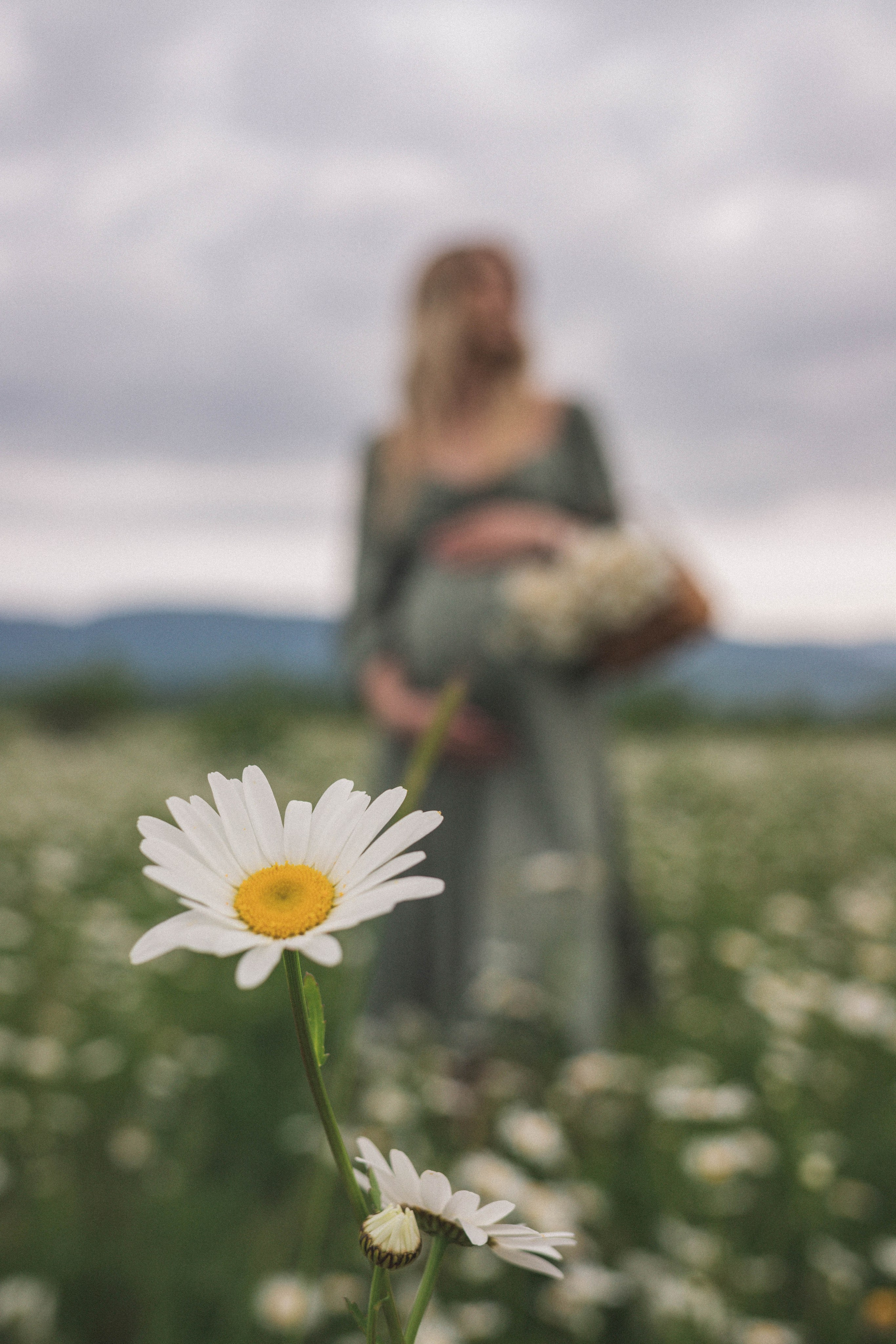 РОМАШКИ. Фотограф Немазенко Ольга