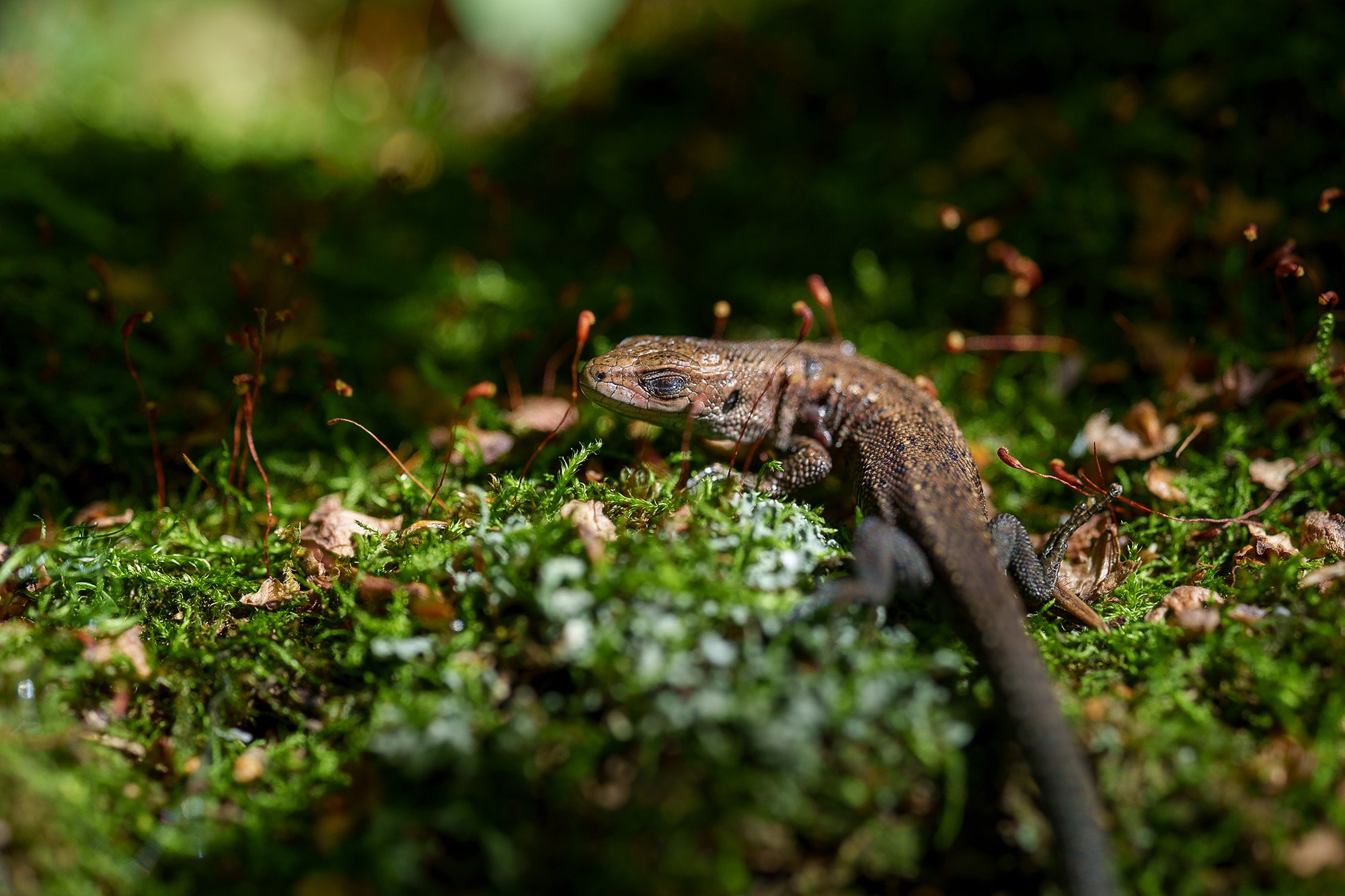 Животные. Ваш личный фотограф Марина Волкова