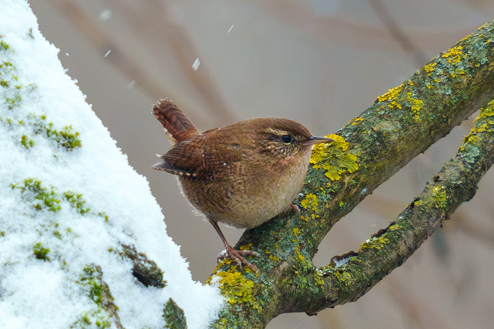 Удивительные мир птиц. Вокруг нас столько прекрасного — присмотритесь!. Ваш личный фотограф Марина Волкова