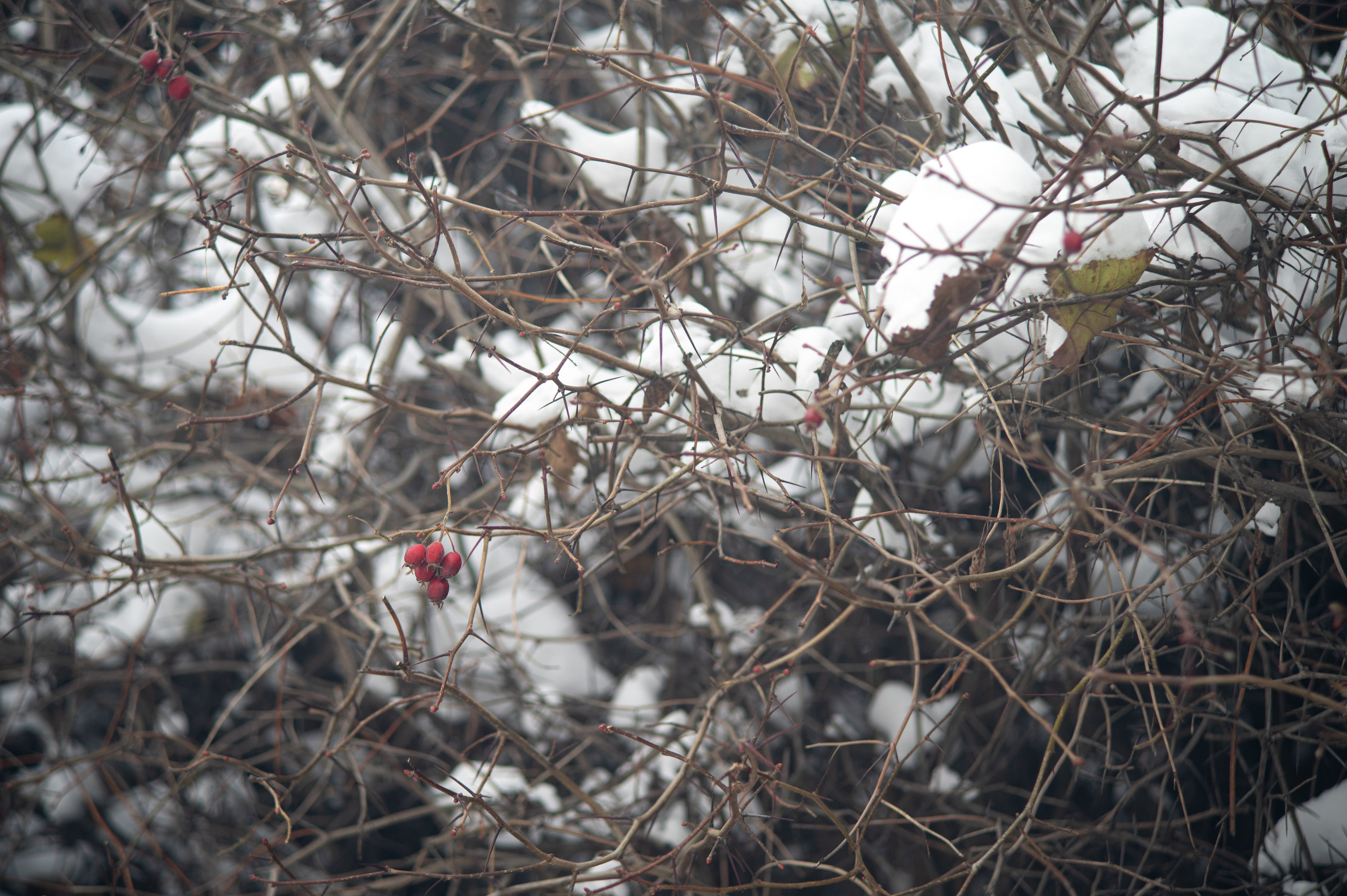 20231126 Смотровая. Дмитрий Ремизов. Фотография, как хобби