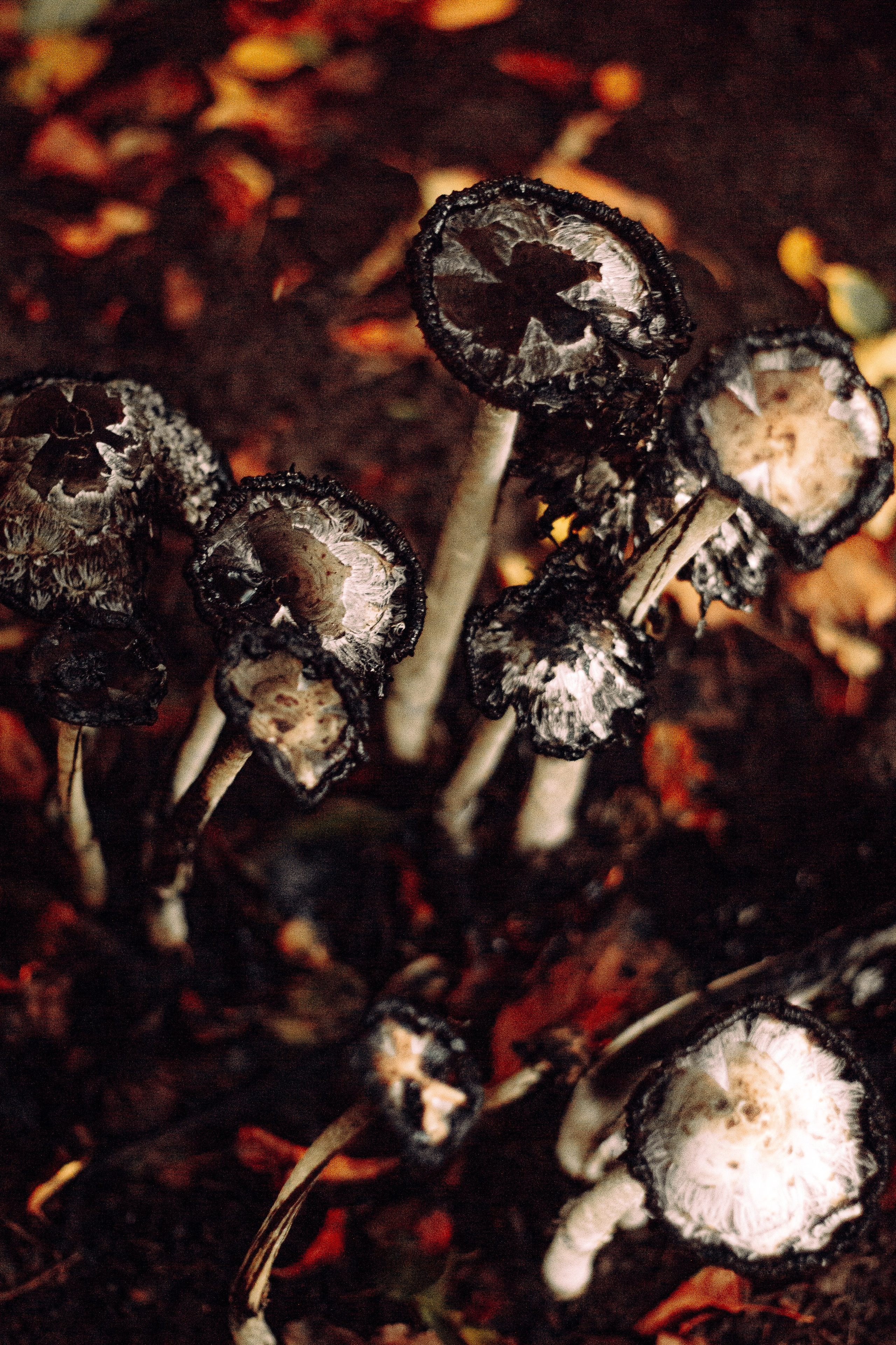 Лес. Колдунья. И волшебные грибы. Арт-фотограф Крис Л. в Тобольске: портрет, семейные, свадьбы