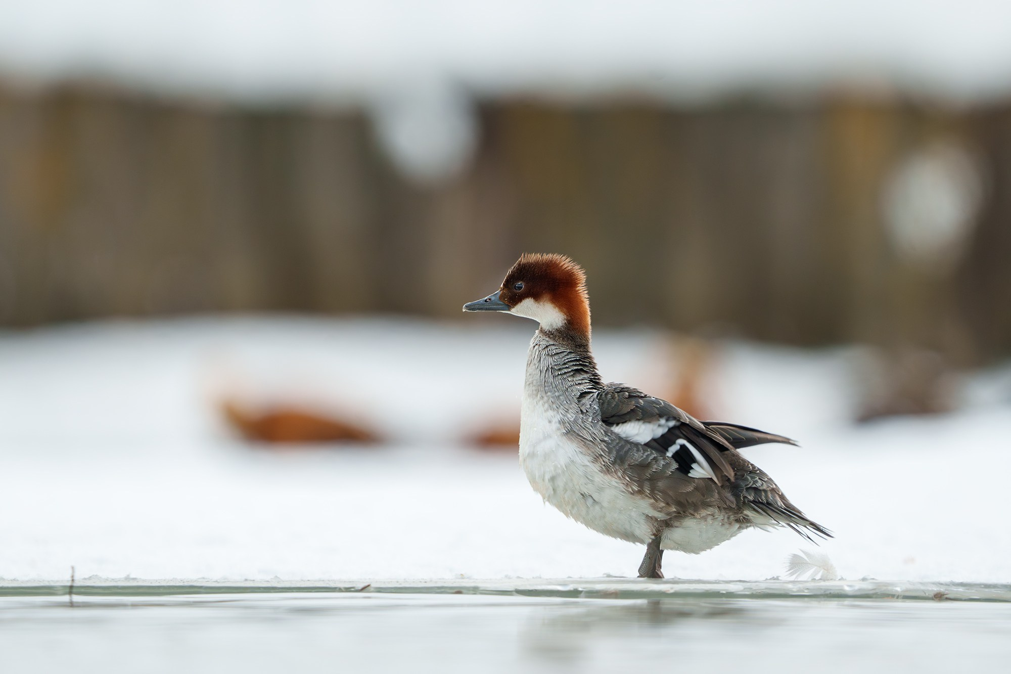 Удивительные мир птиц. Вокруг нас столько прекрасного — присмотритесь!. Ваш личный фотограф Марина Волкова