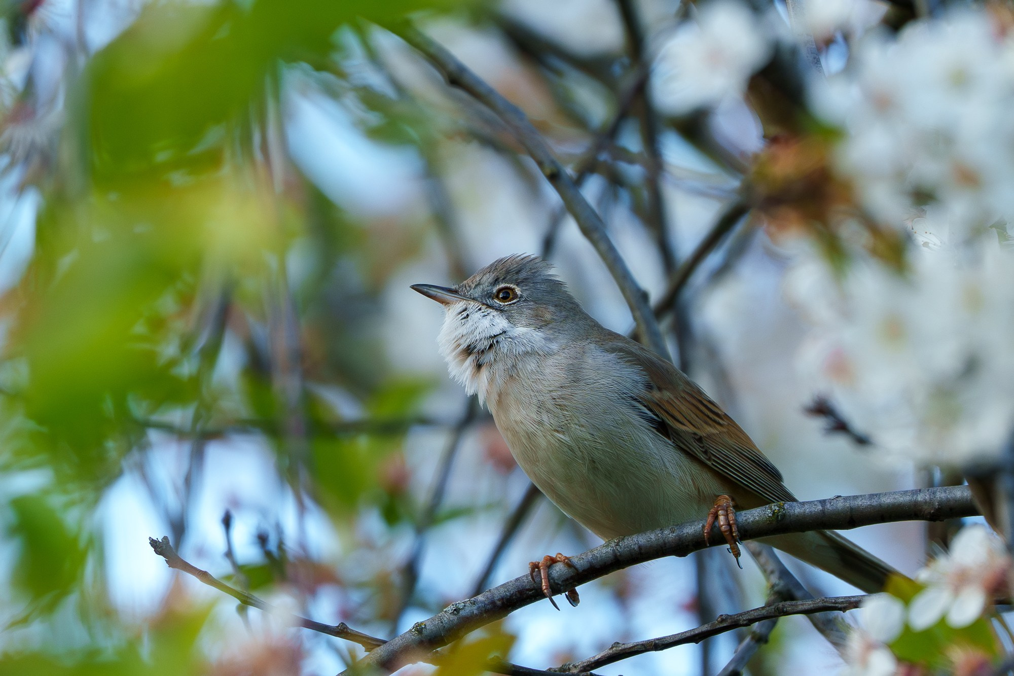 Удивительные мир птиц. Вокруг нас столько прекрасного — присмотритесь!. Ваш личный фотограф Марина Волкова