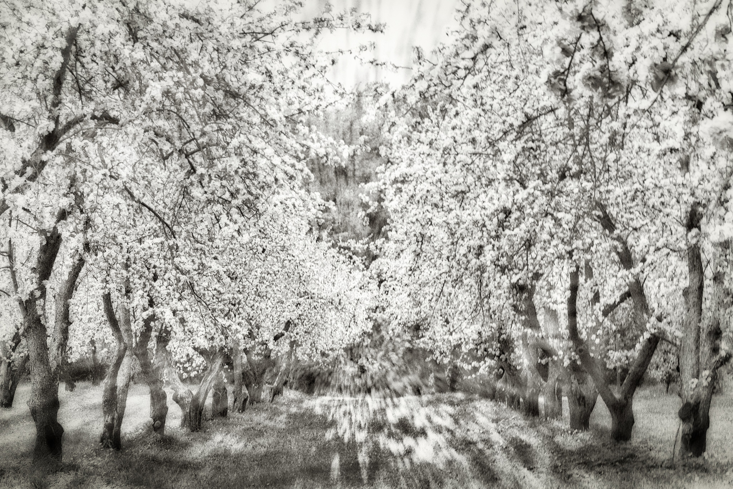 Деревья. Фотограф Ольга Дунаева