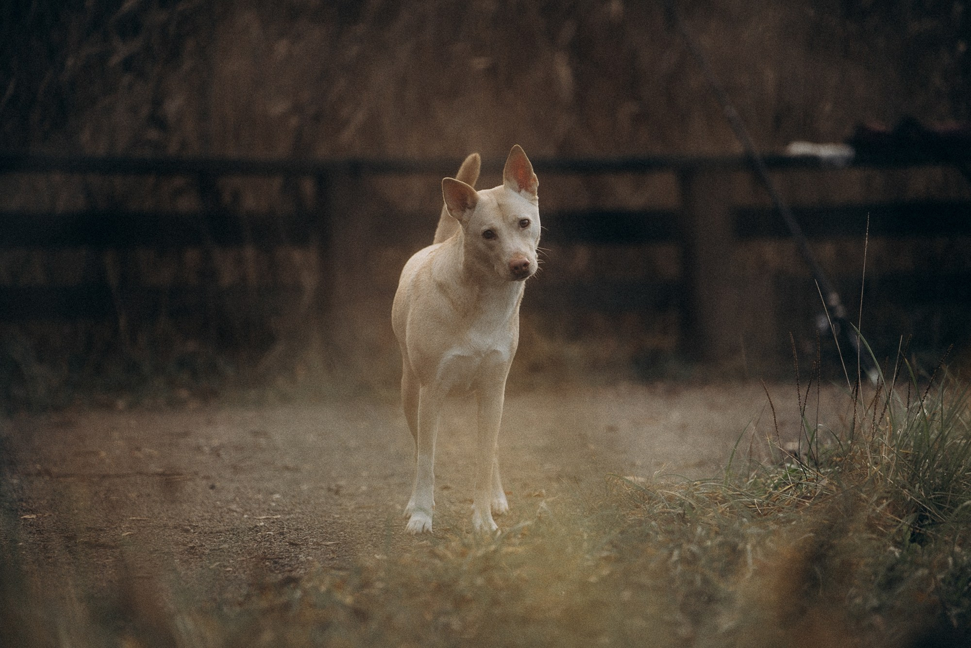 Туся. Фотограф анималист в Москве и Санкт-Петербурге Свиридова Анна
