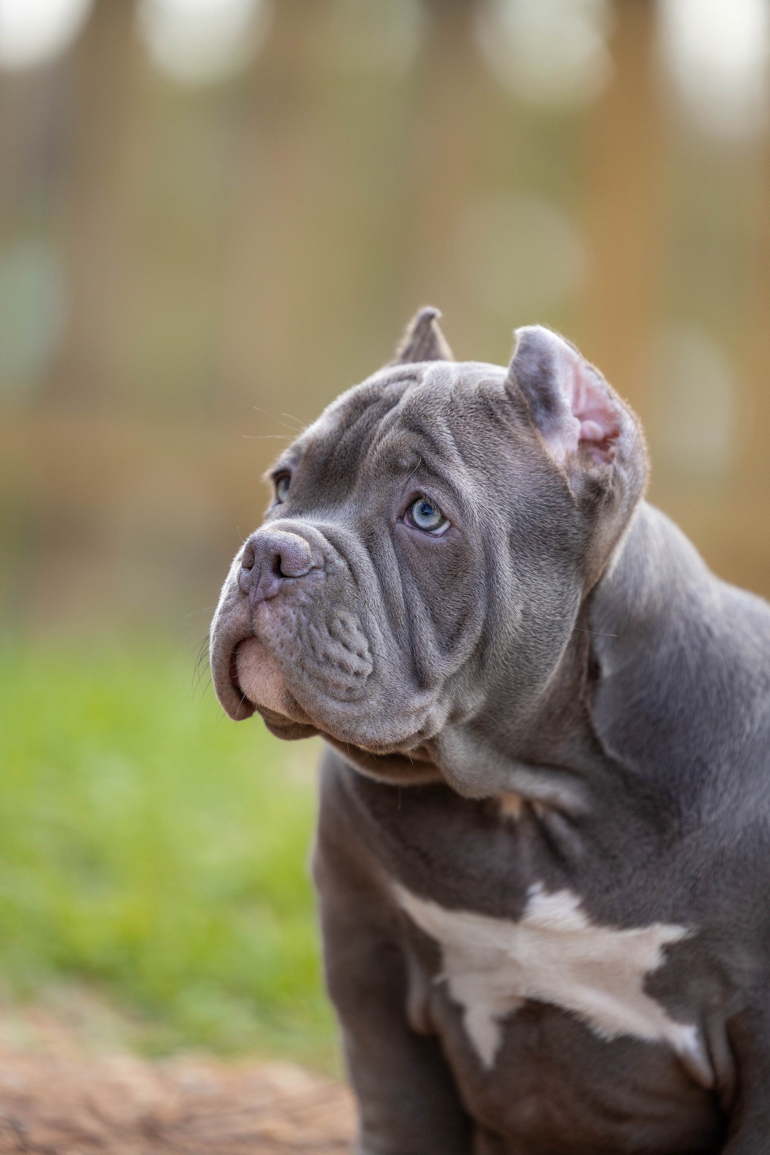 Щенки булли. Фотограф Анималист в Перми Анастасия Остерман