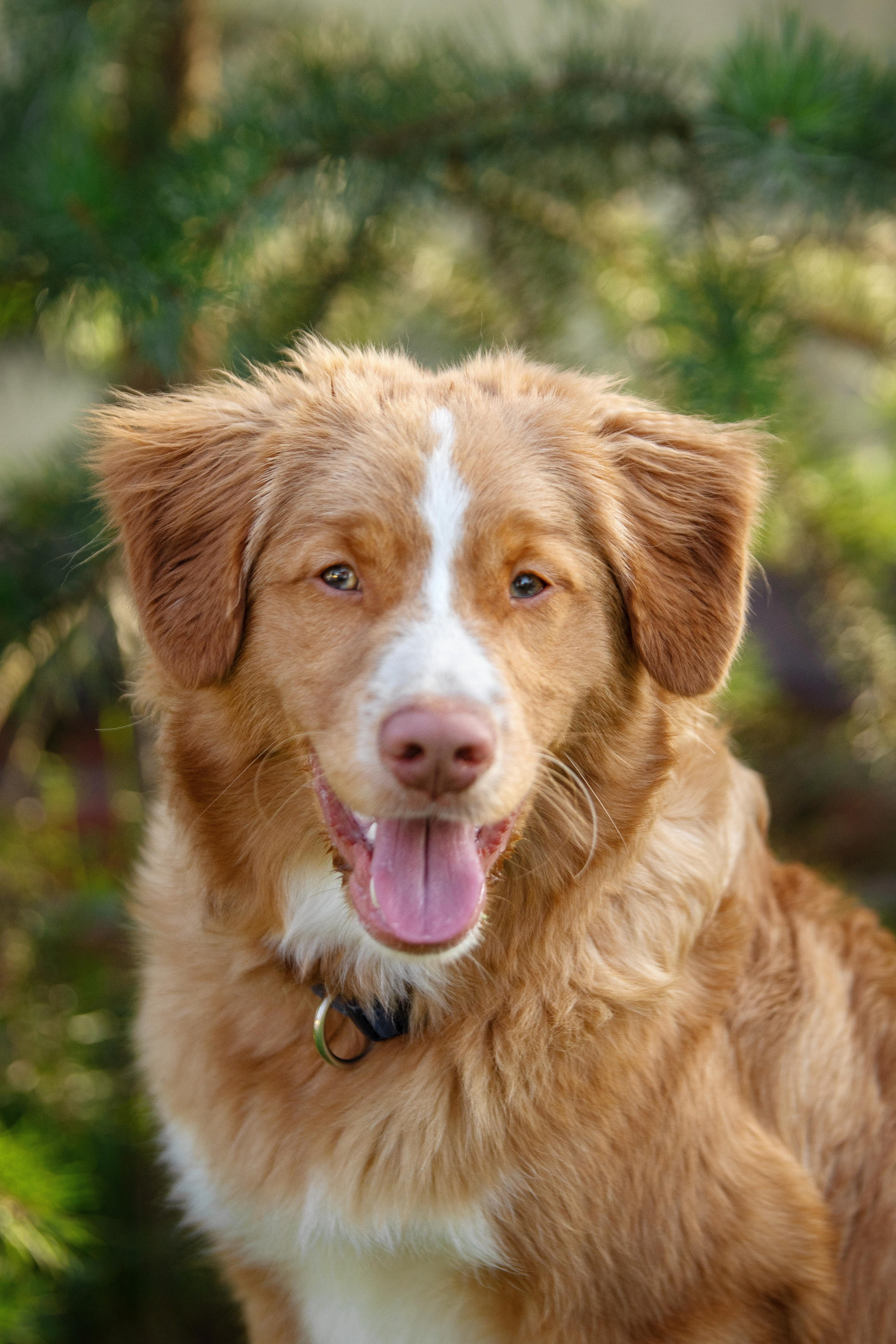 Новошотландский ретривер. Юлия Микульская. Рыбинск