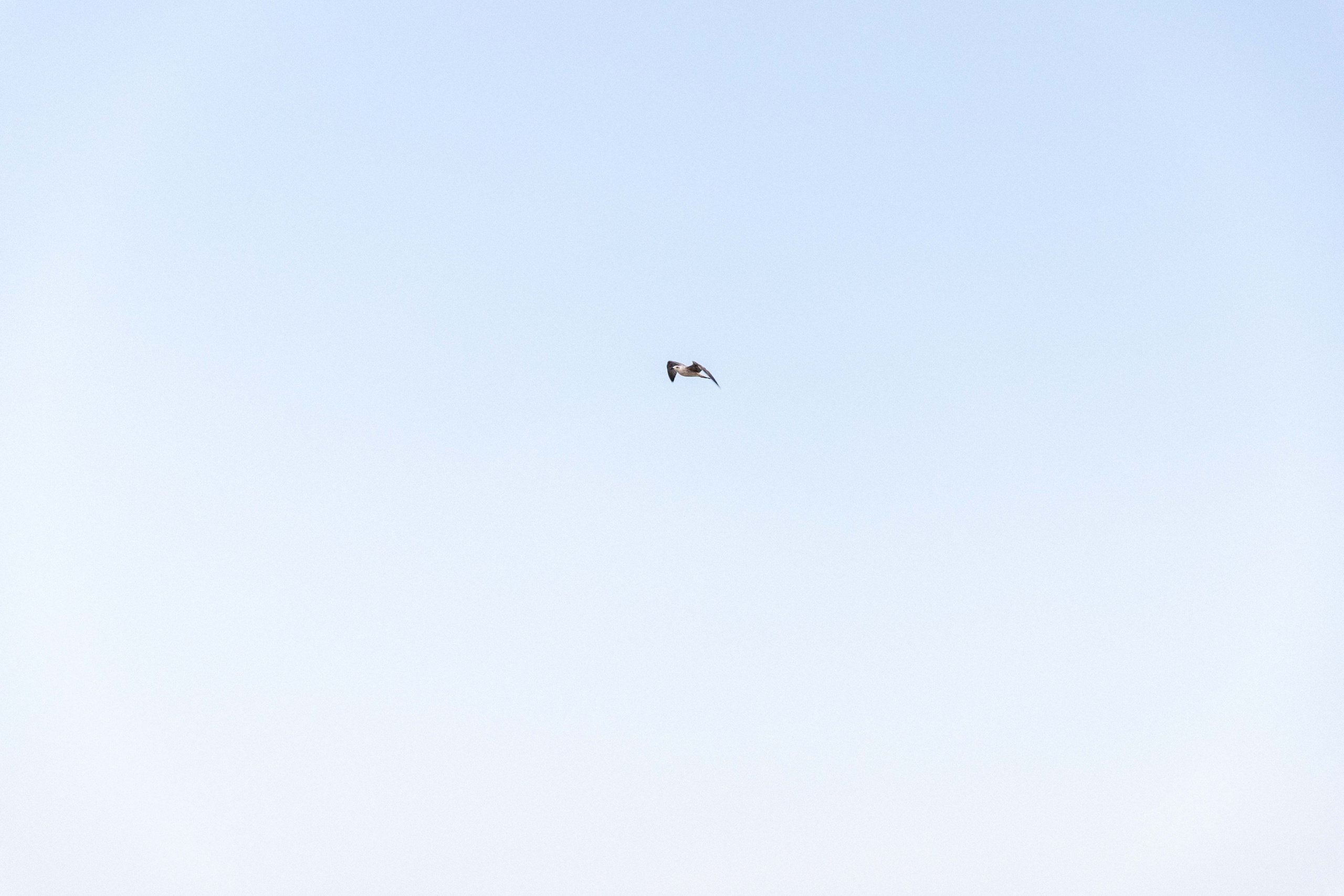 Свадебная фотосессия у моря в городе Феодосия. Свадебный фотограф и видеограф Краснодар, Ростов, Сочи, Новороссийск