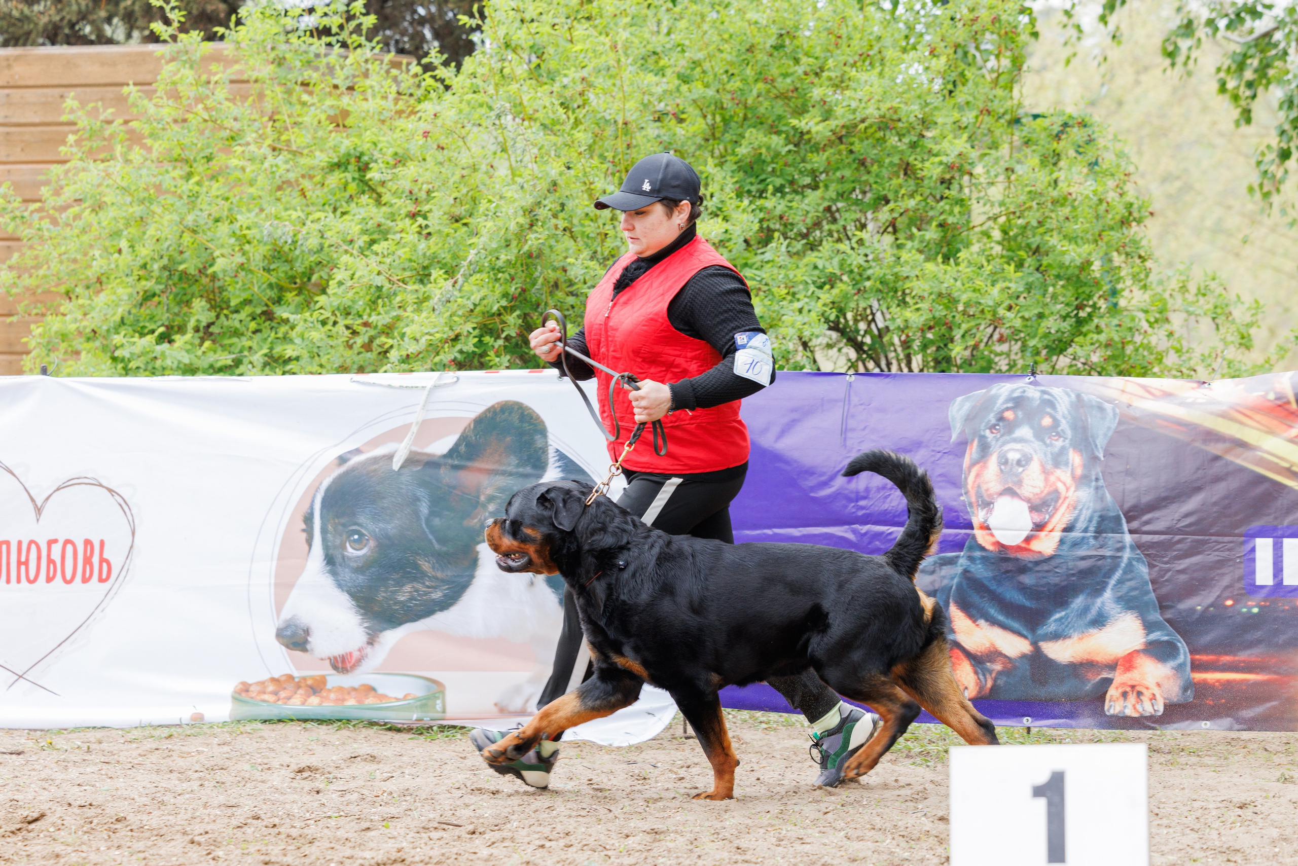 Саратов моно ротвейлеров 26-27.04.2025. Фотограф-анималист Юлия Германика