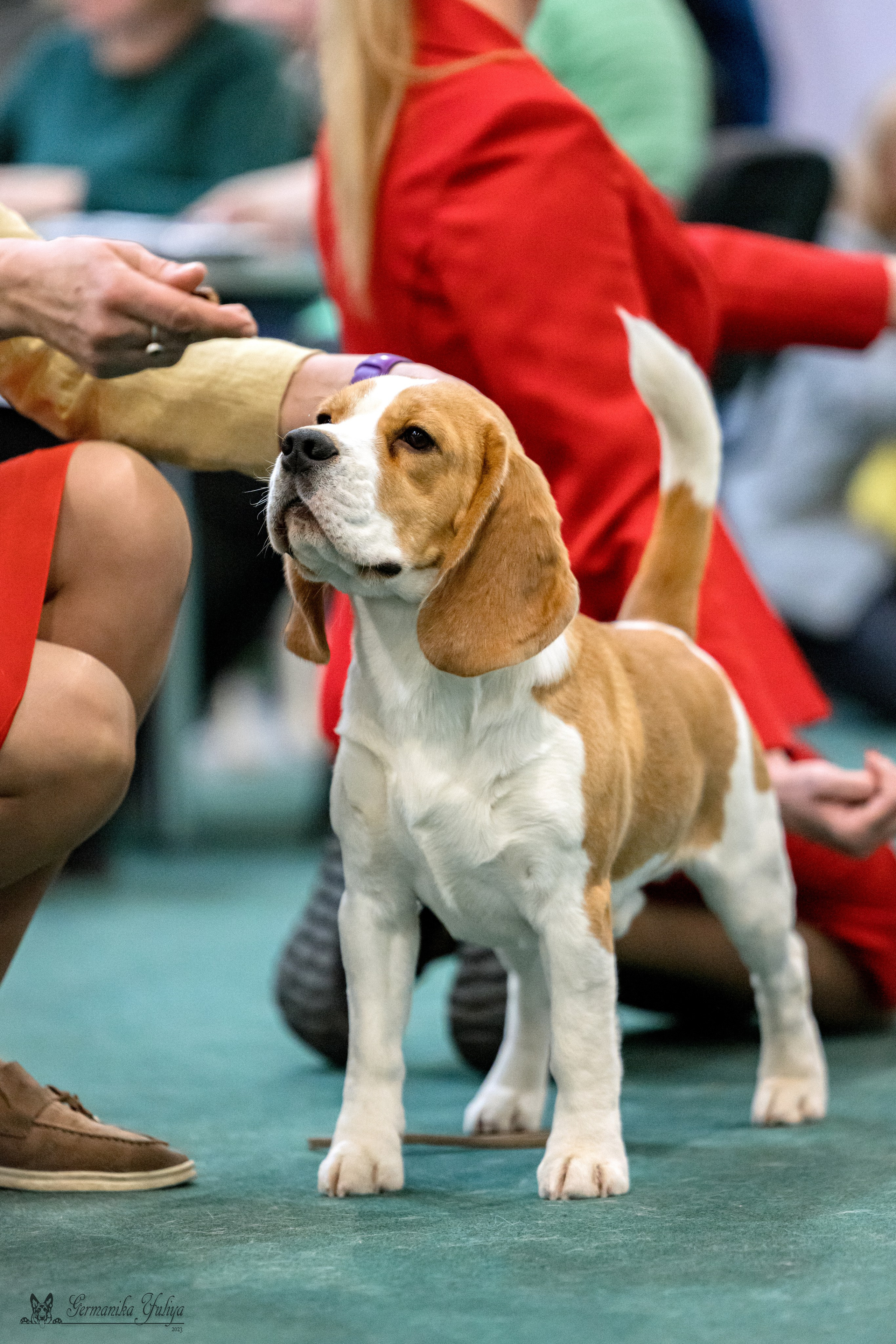 Сфера 29.10,Крокус 4.11,Сфера 12.11.2023. Фотограф-анималист Юлия Германика