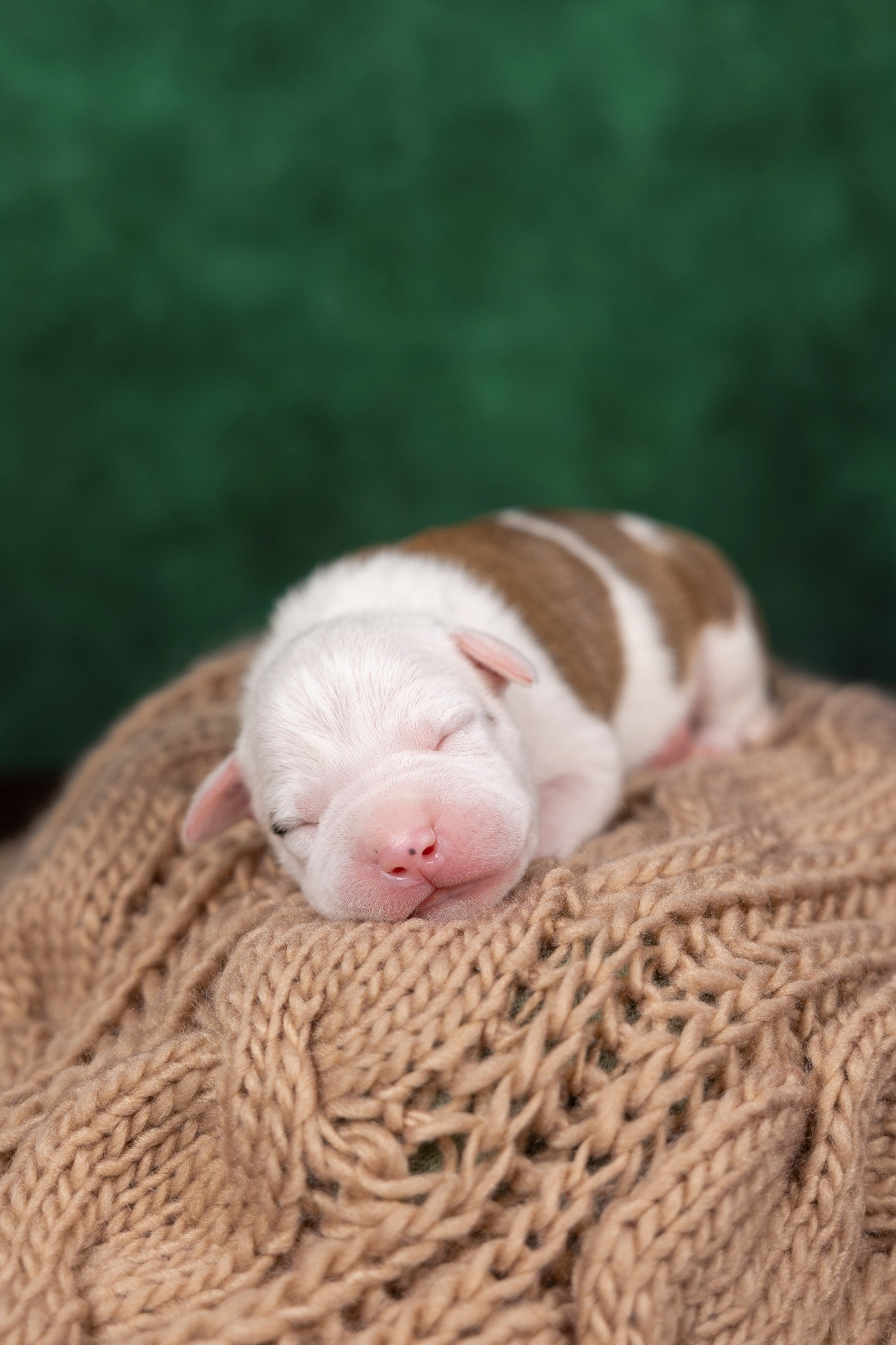 Щенки в домашней студии. Фотограф анималист в Казани Алина Сулейманова. Фотограф животных