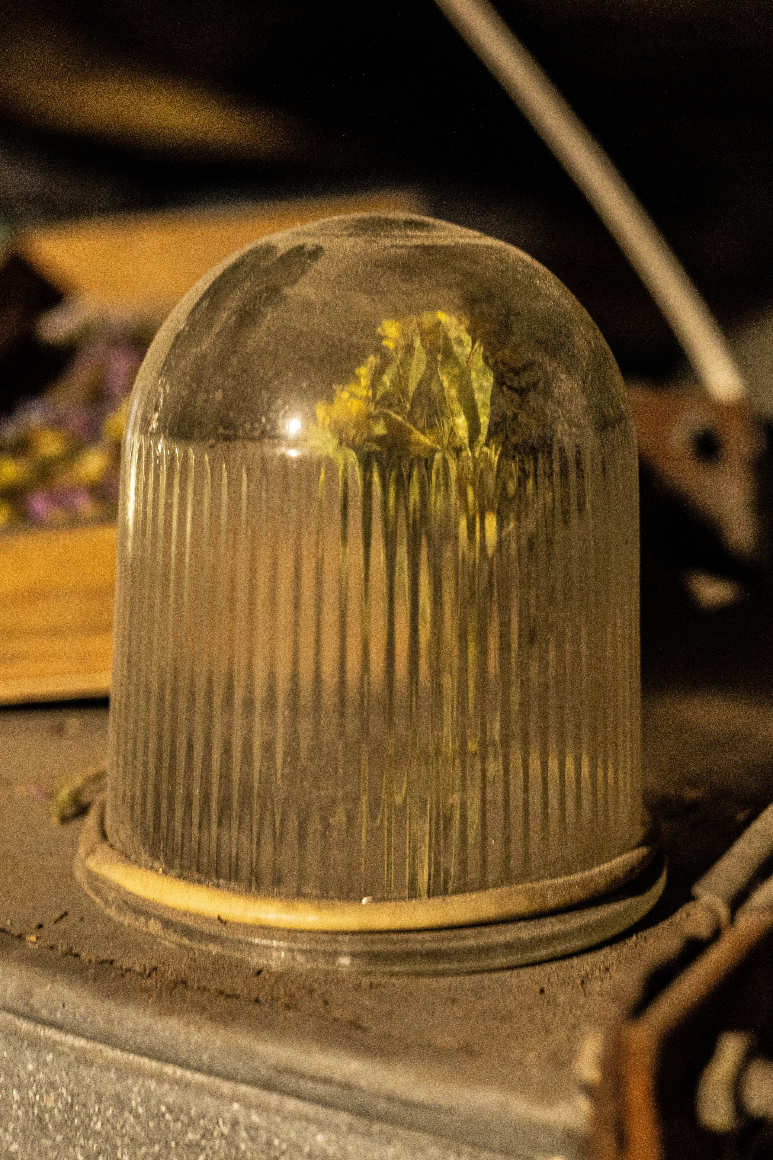 Выставка «Цветочек». Фотограф Шурыгина Эльвира Москва