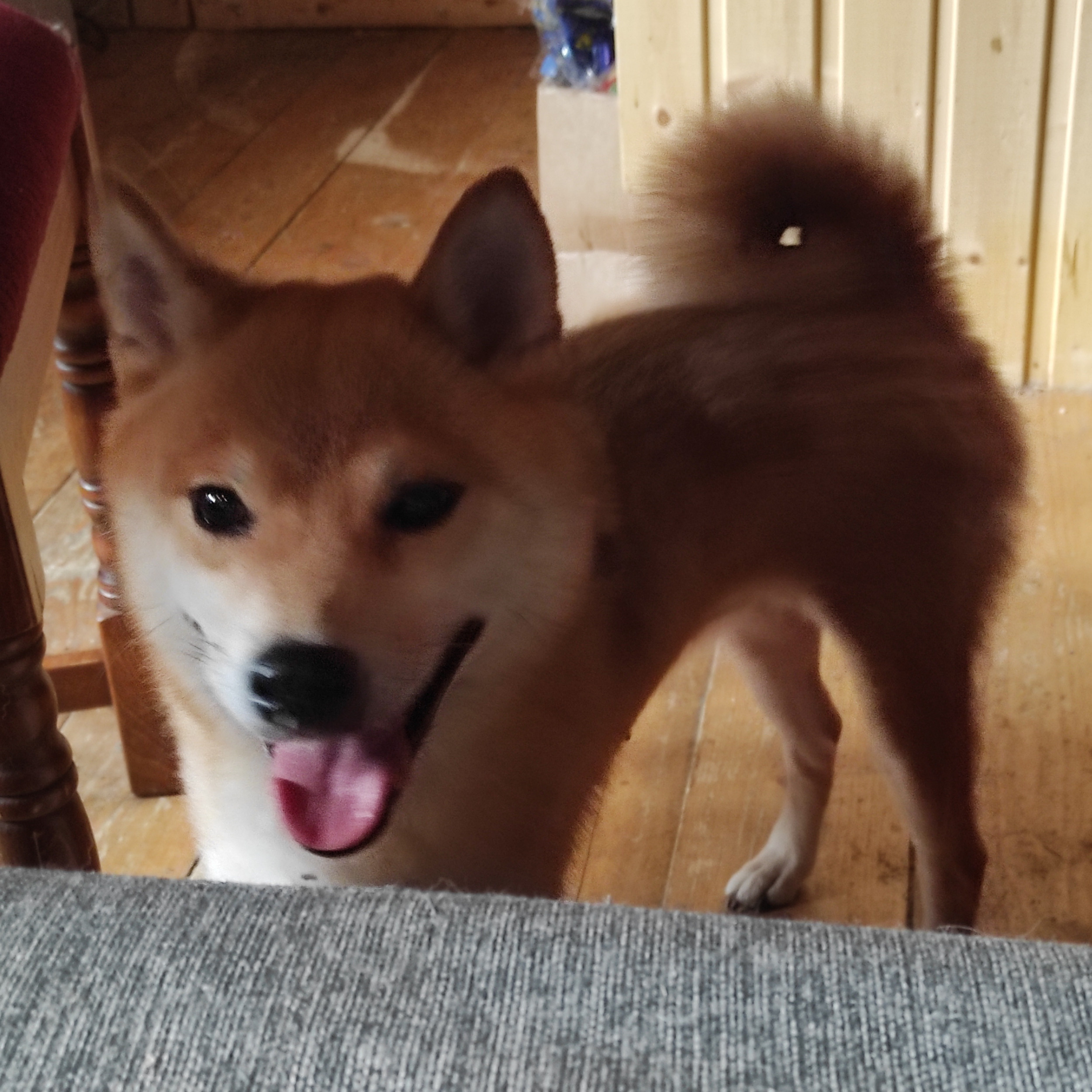 Сиба-ину ZOLOTO PARTII DEVANA GODDESS OF HUNT. Американская акита I Сиба ину I Питомник RUBYLIGHT