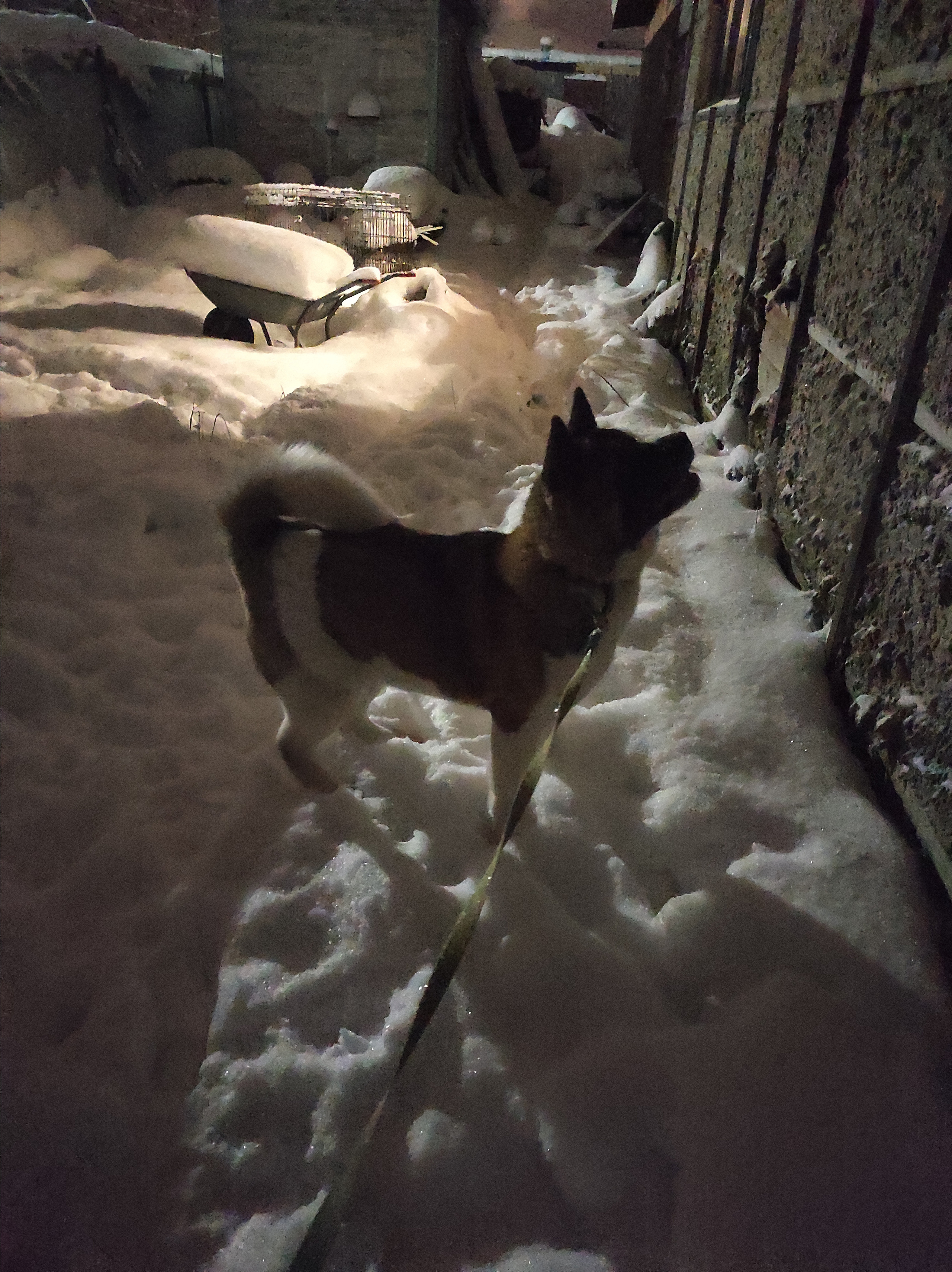 RUBYLIGHT BIYA * Бия американская акита Рубилайт щенки питомник