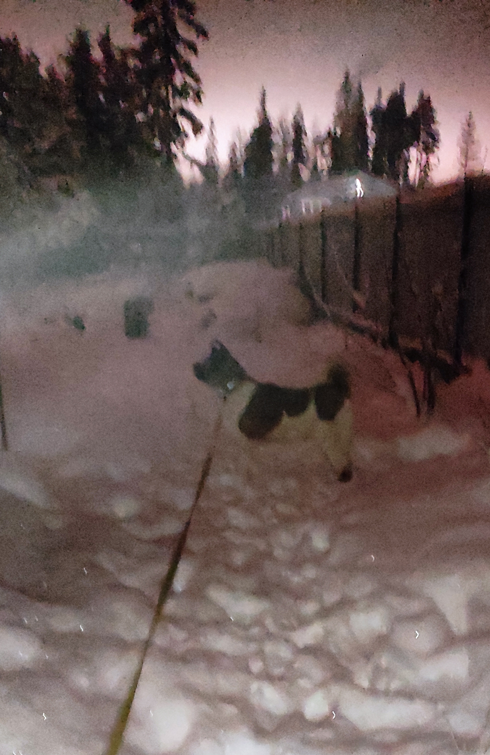 RUBYLIGHT BIYA * Бия американская акита Рубилайт щенки питомник