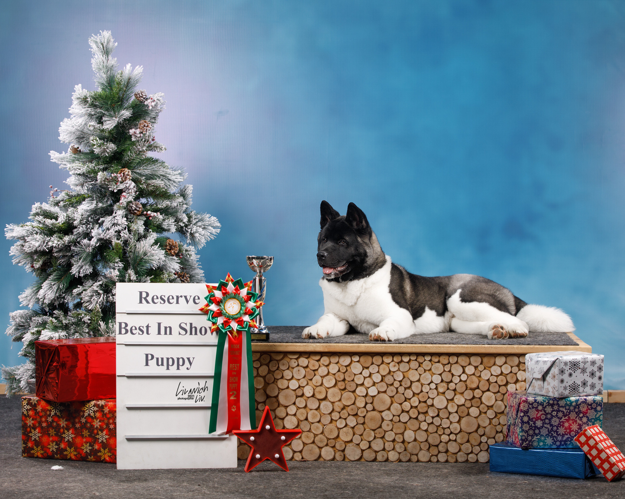 RUBYLIGHT King. AMERICAN AKITA RUBYLIGHT KENNEL I SHIBA-INU