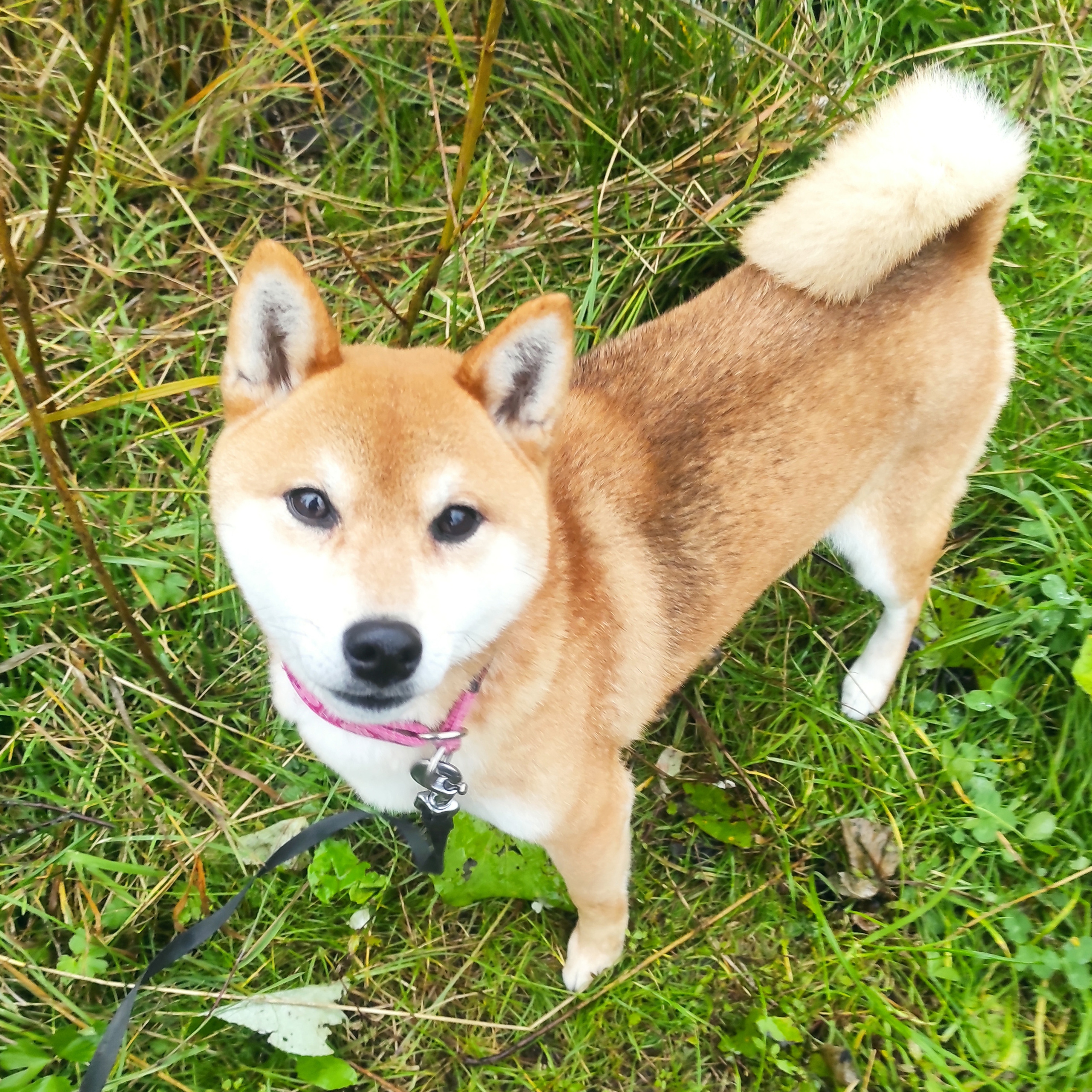 Сиба-ину ZOLOTO PARTII DEVANA GODDESS OF HUNT. Американская акита I Сиба ину I Питомник RUBYLIGHT