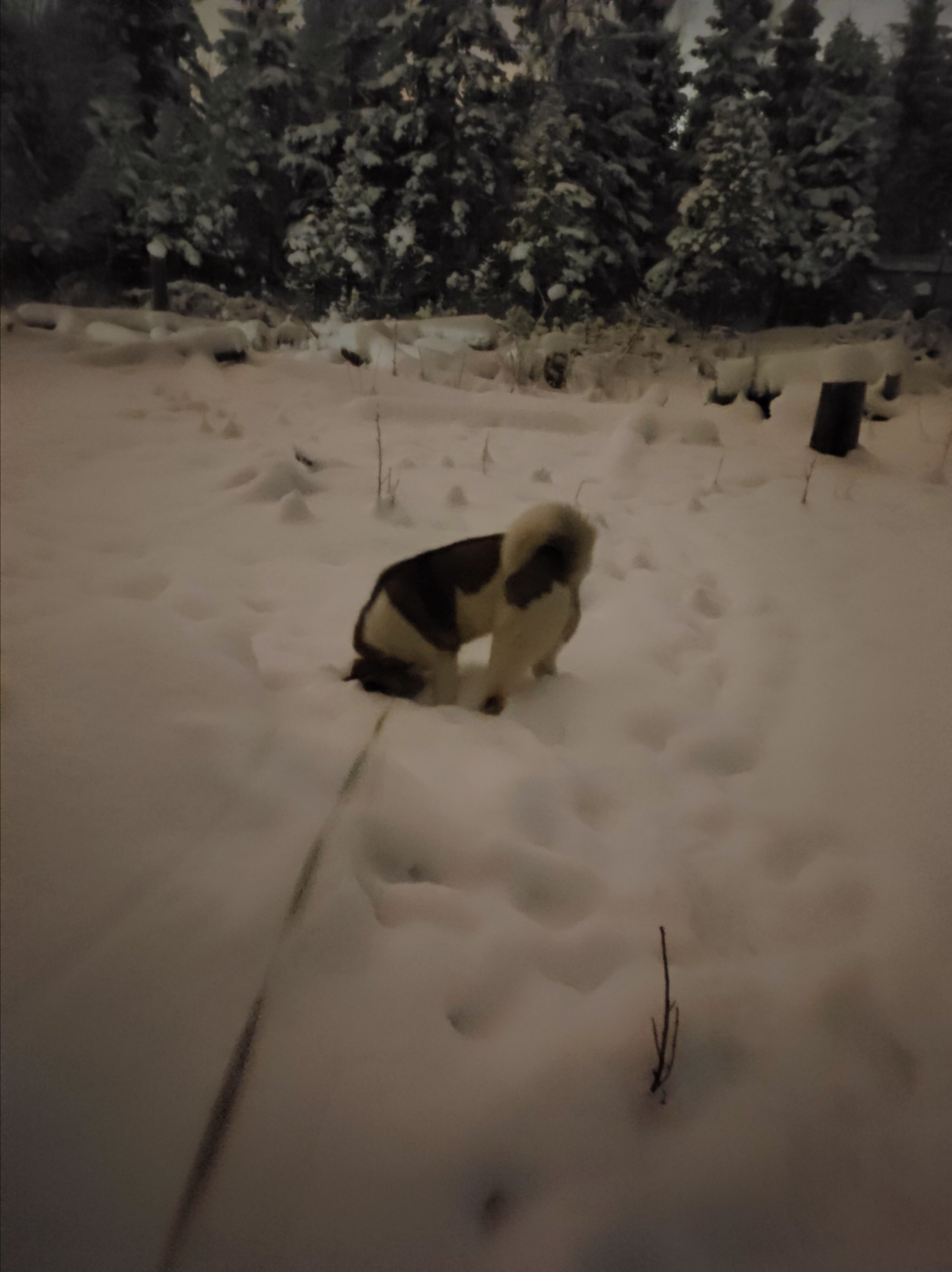 RUBYLIGHT BIYA * Бия американская акита Рубилайт щенки питомник