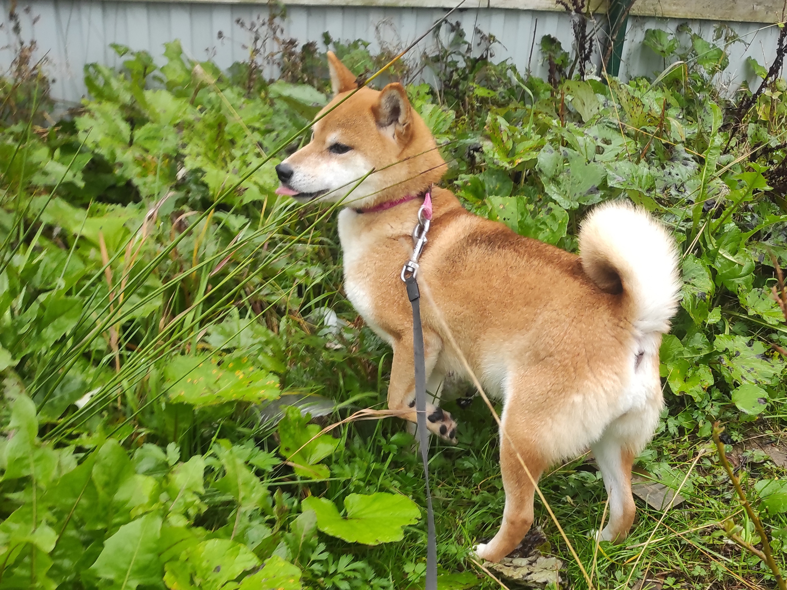 Сиба-ину ZOLOTO PARTII DEVANA GODDESS OF HUNT. Американская акита I Сиба ину I Питомник RUBYLIGHT