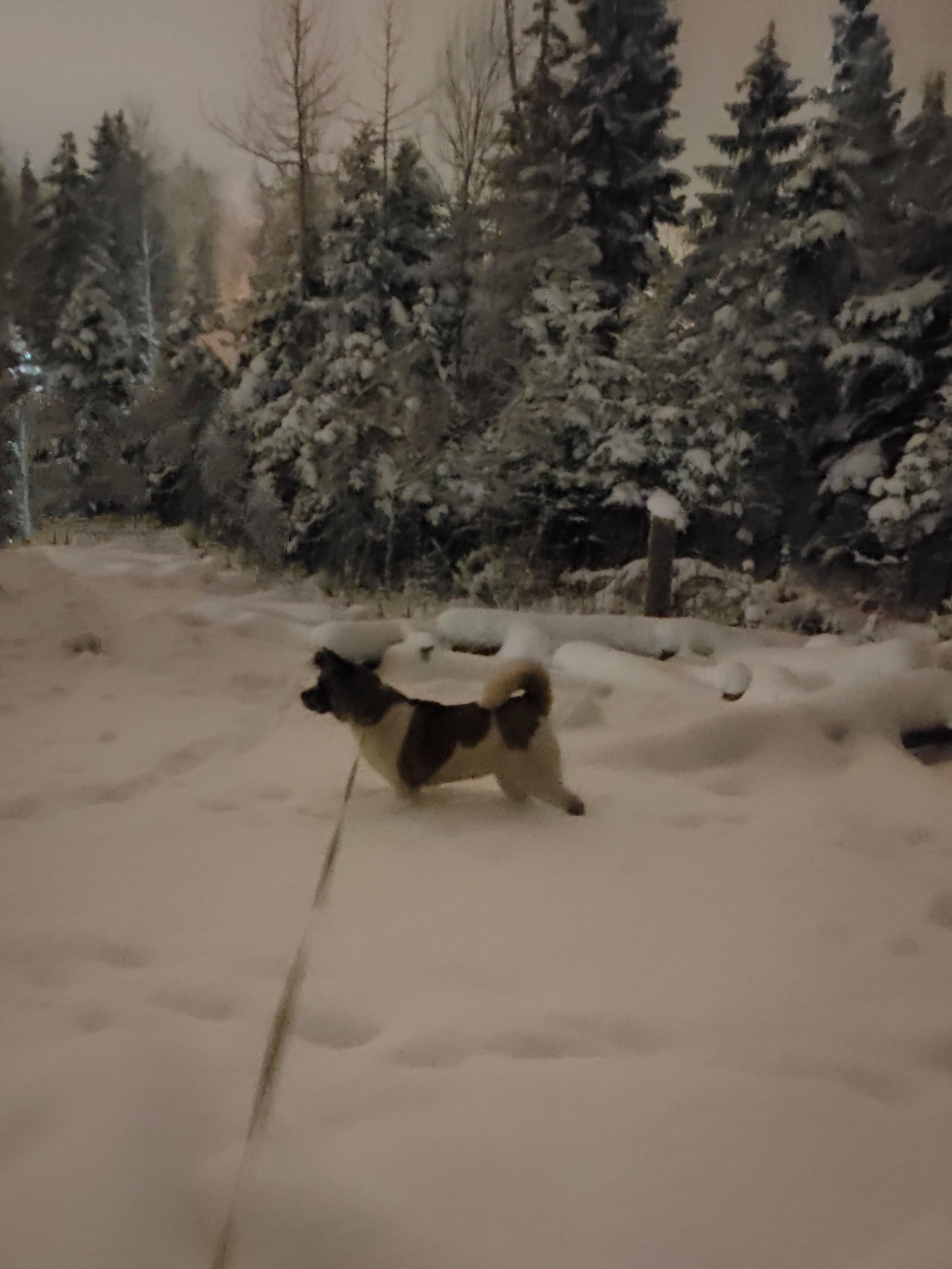 RUBYLIGHT BIYA * Бия американская акита Рубилайт щенки питомник