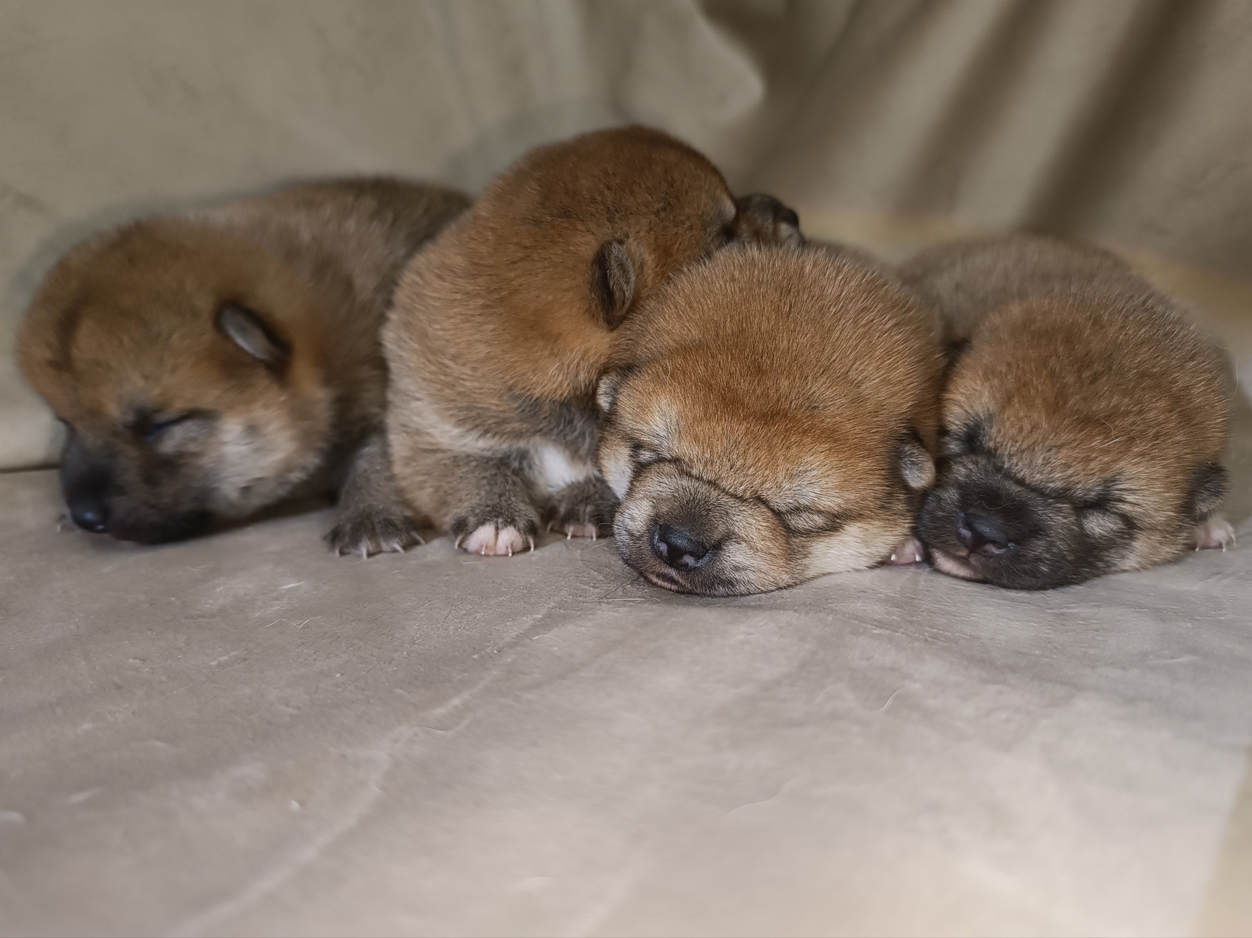 сиба питомник Рубилайт щенки на продажу rubylight  сиба щенки купить СПб Санкт-Петербург 