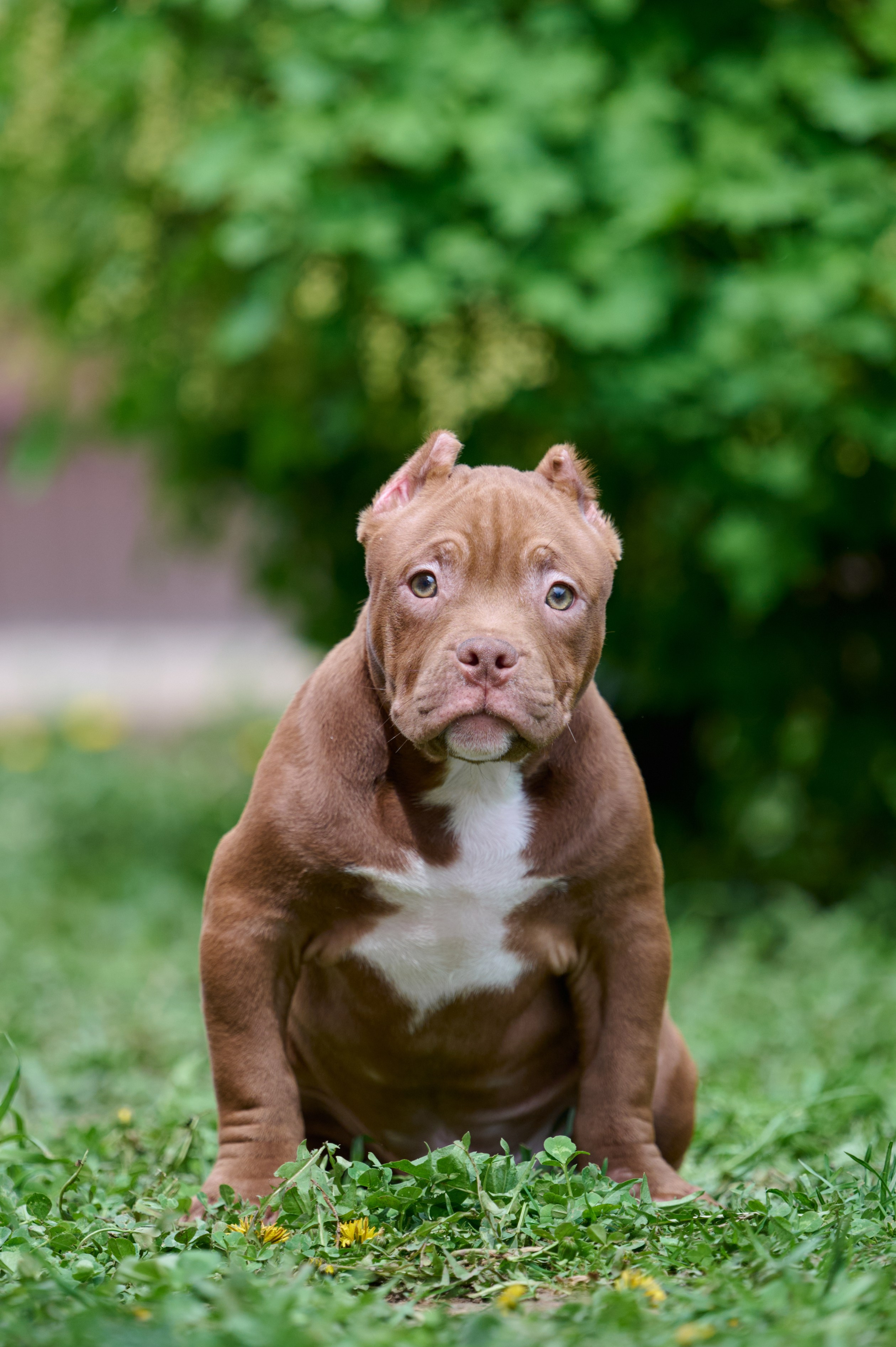 Щенки и котята на улице. Фотограф анималист в Казани Алина Сулейманова. Фотограф животных