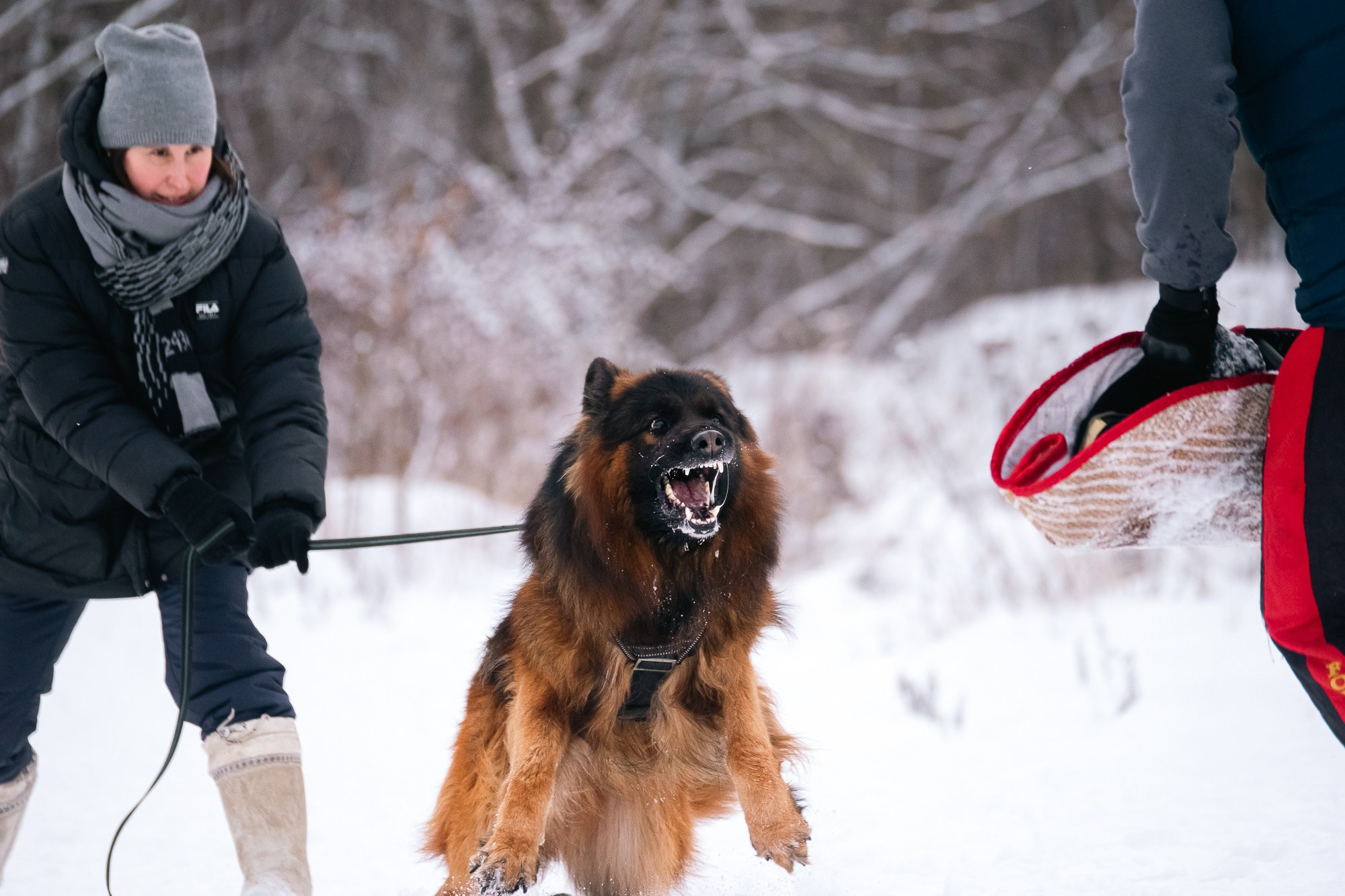 Репортажная съемка. Фотограф-анималист Нижний Новгород