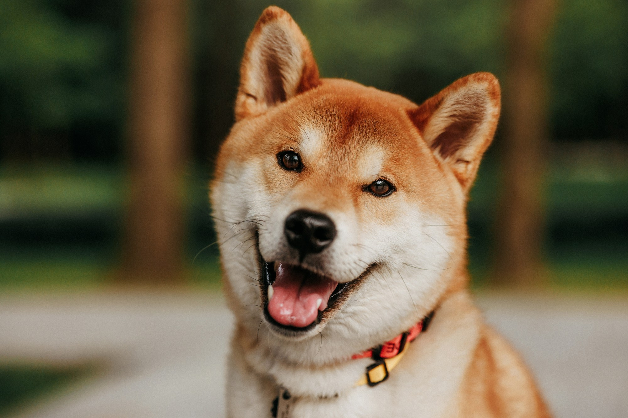 Аня, Влад и Ики. Фотограф-анималист Елена Радченко, Москва