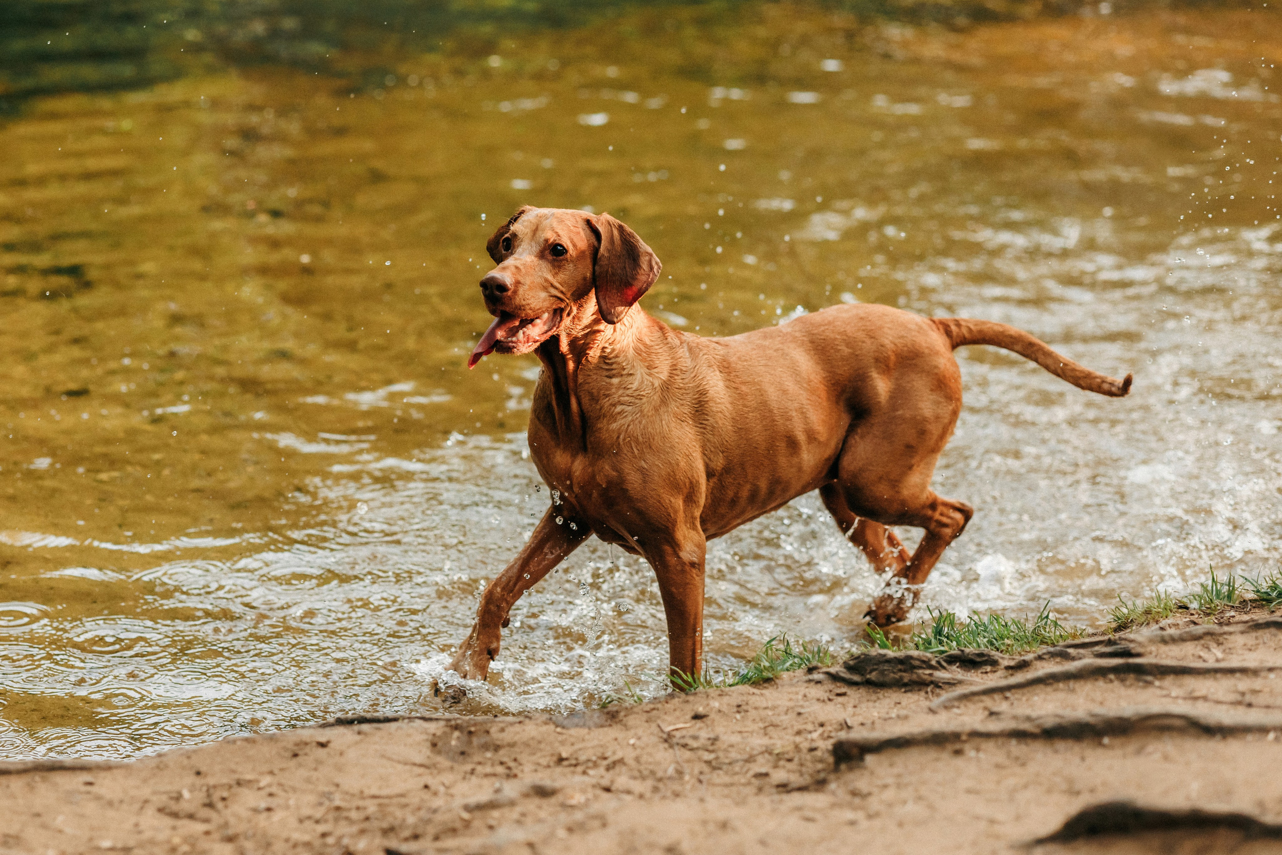 Марина, Глеб, Мая и Чили. Фотограф-анималист Елена Радченко, Москва
