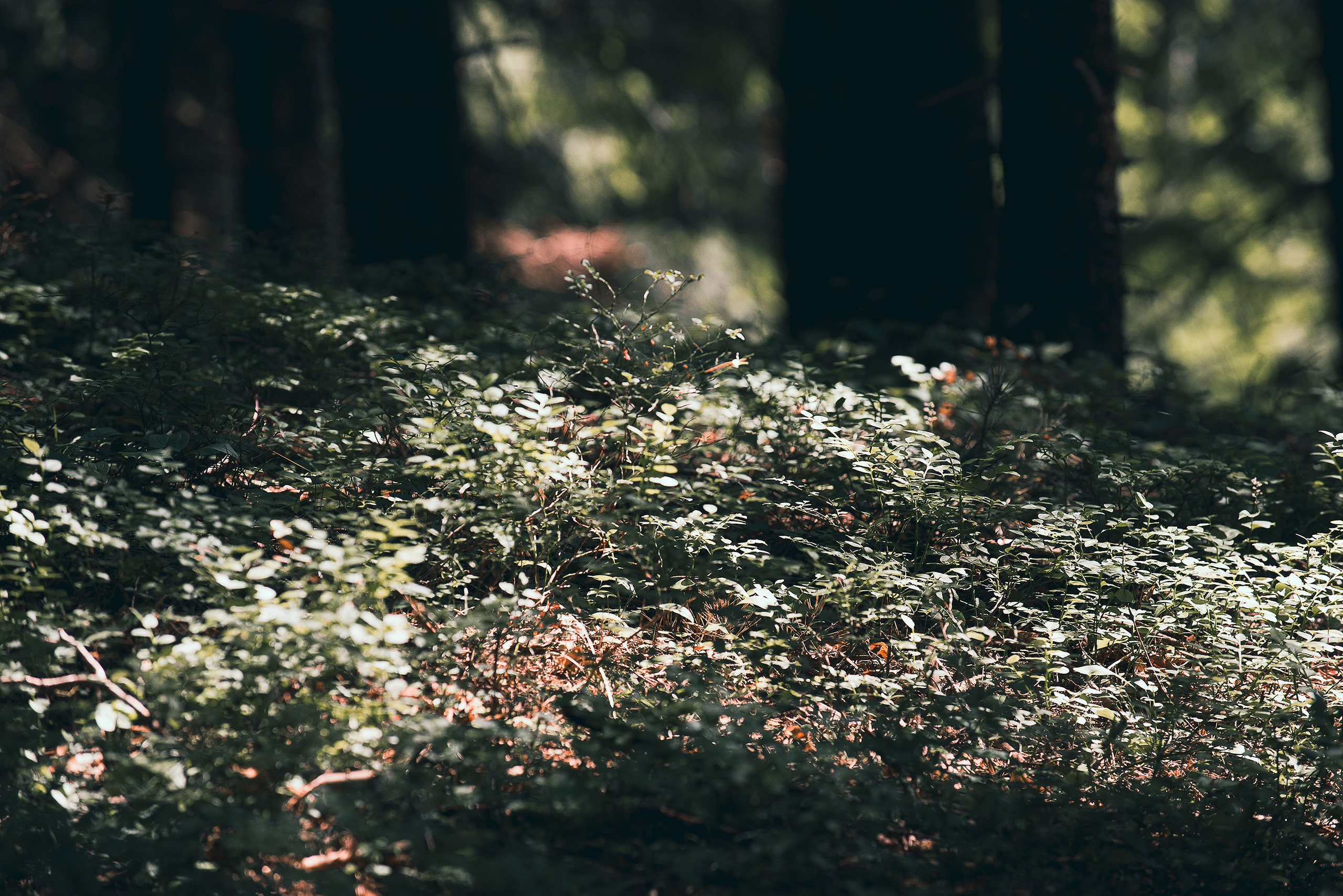 Карелия. Фотограф-анималист Наталья Светличная