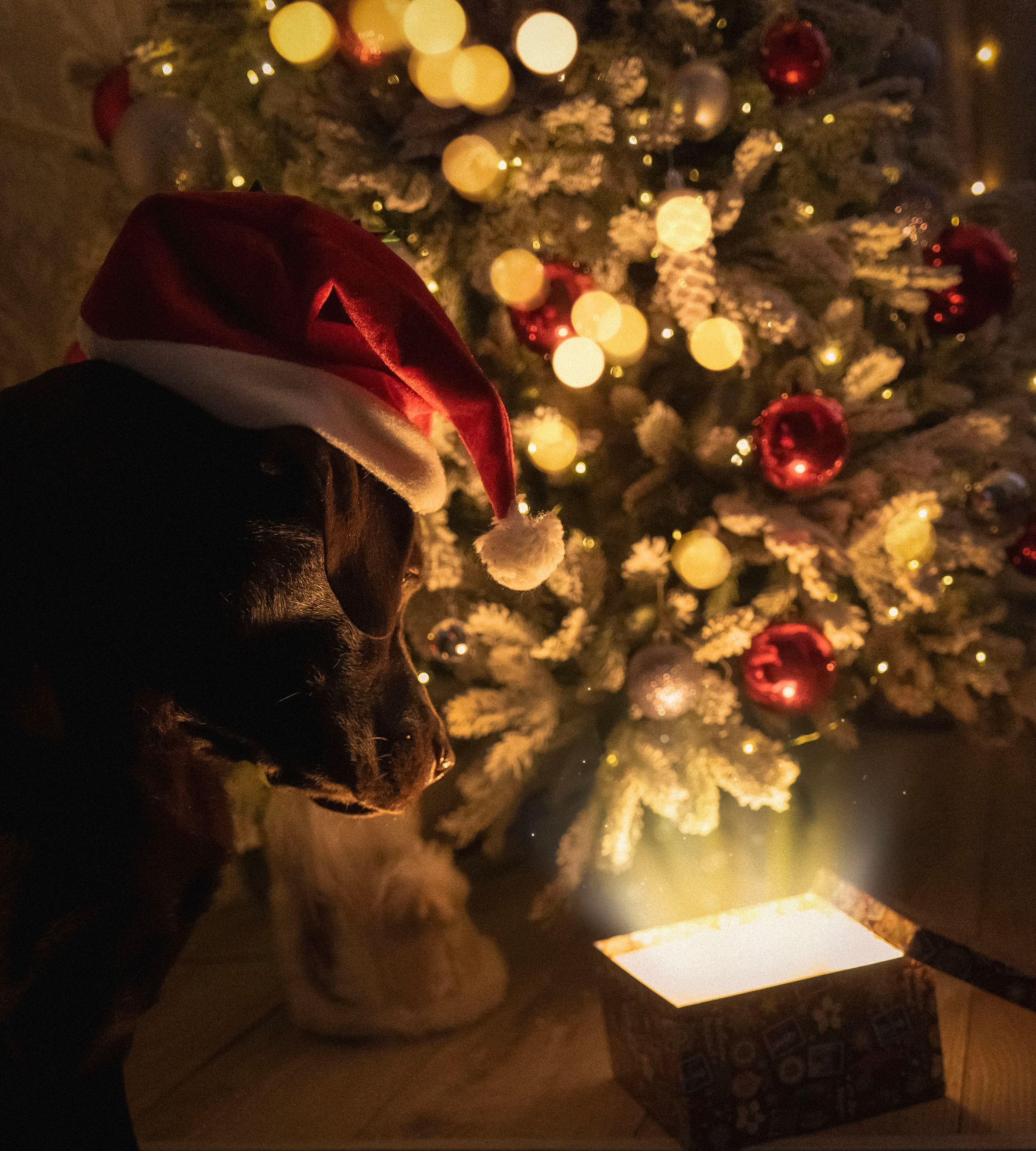 Волшебство. Семейный фотограф анималист г. Находка