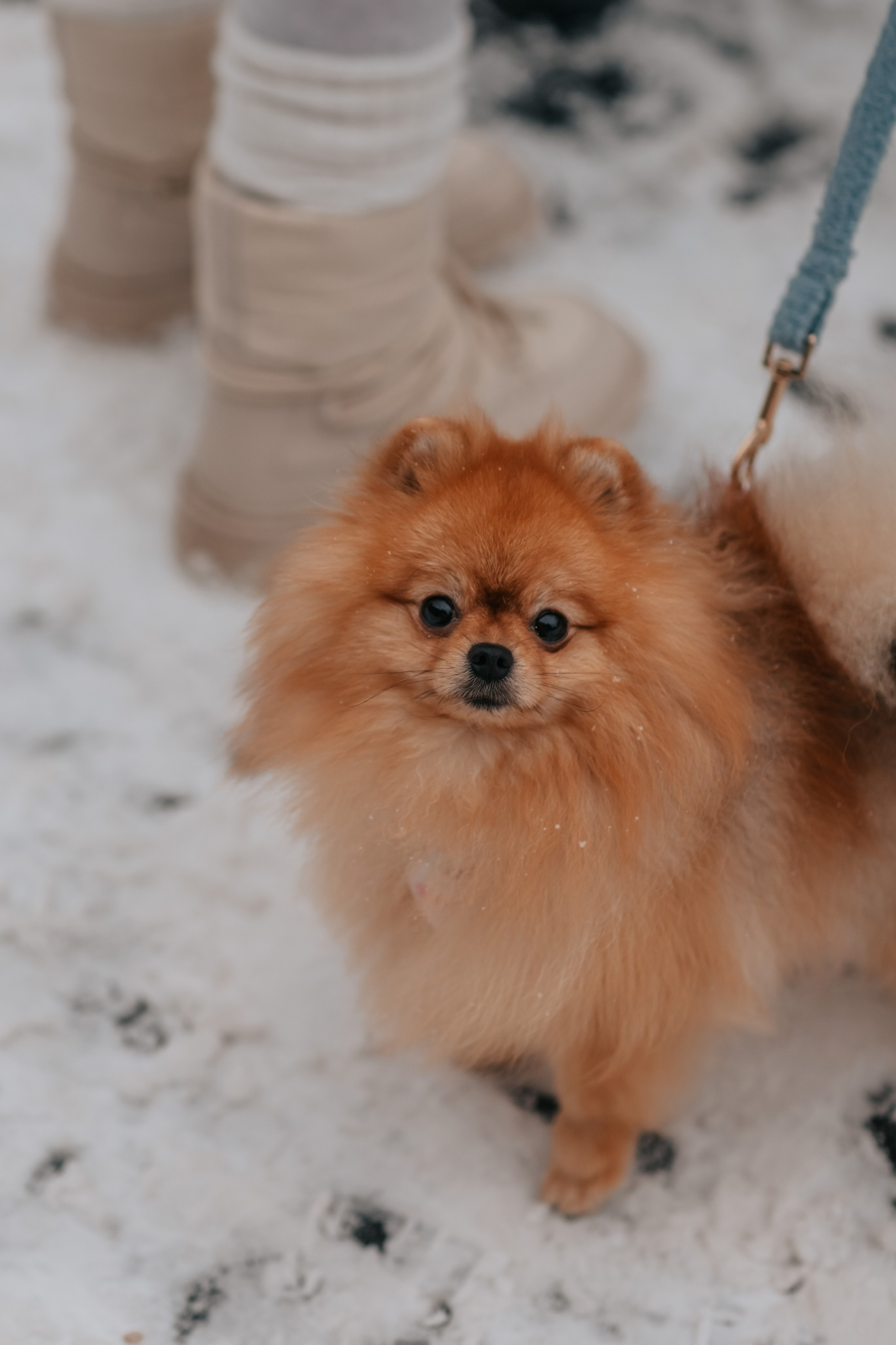 Тоффи и семья на новогодней ярмарке. Семейный фотограф анималист Мария Крючкова