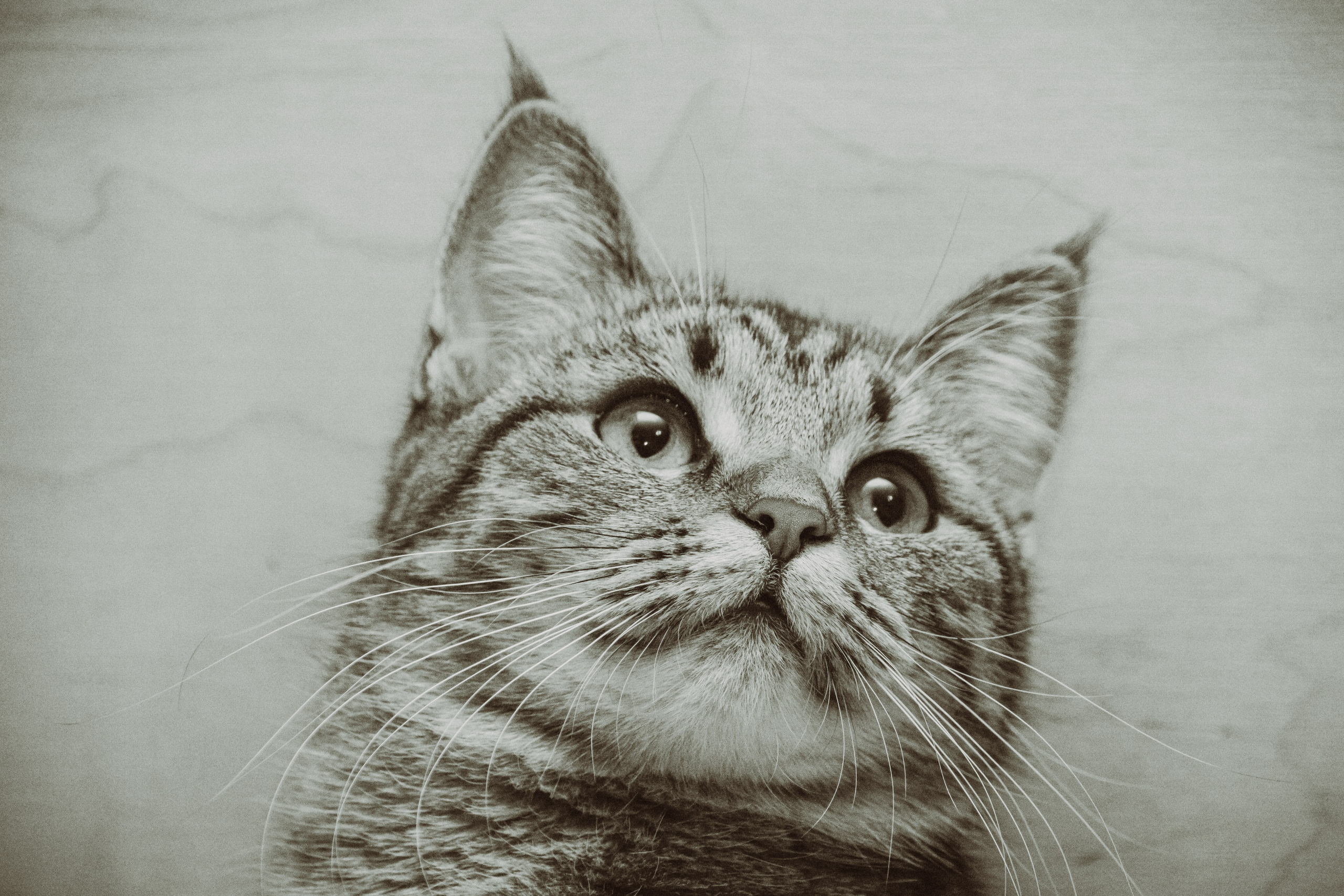 Съемка ЖИВОТНЫХ. VSolo — ваш EVENT фотограф