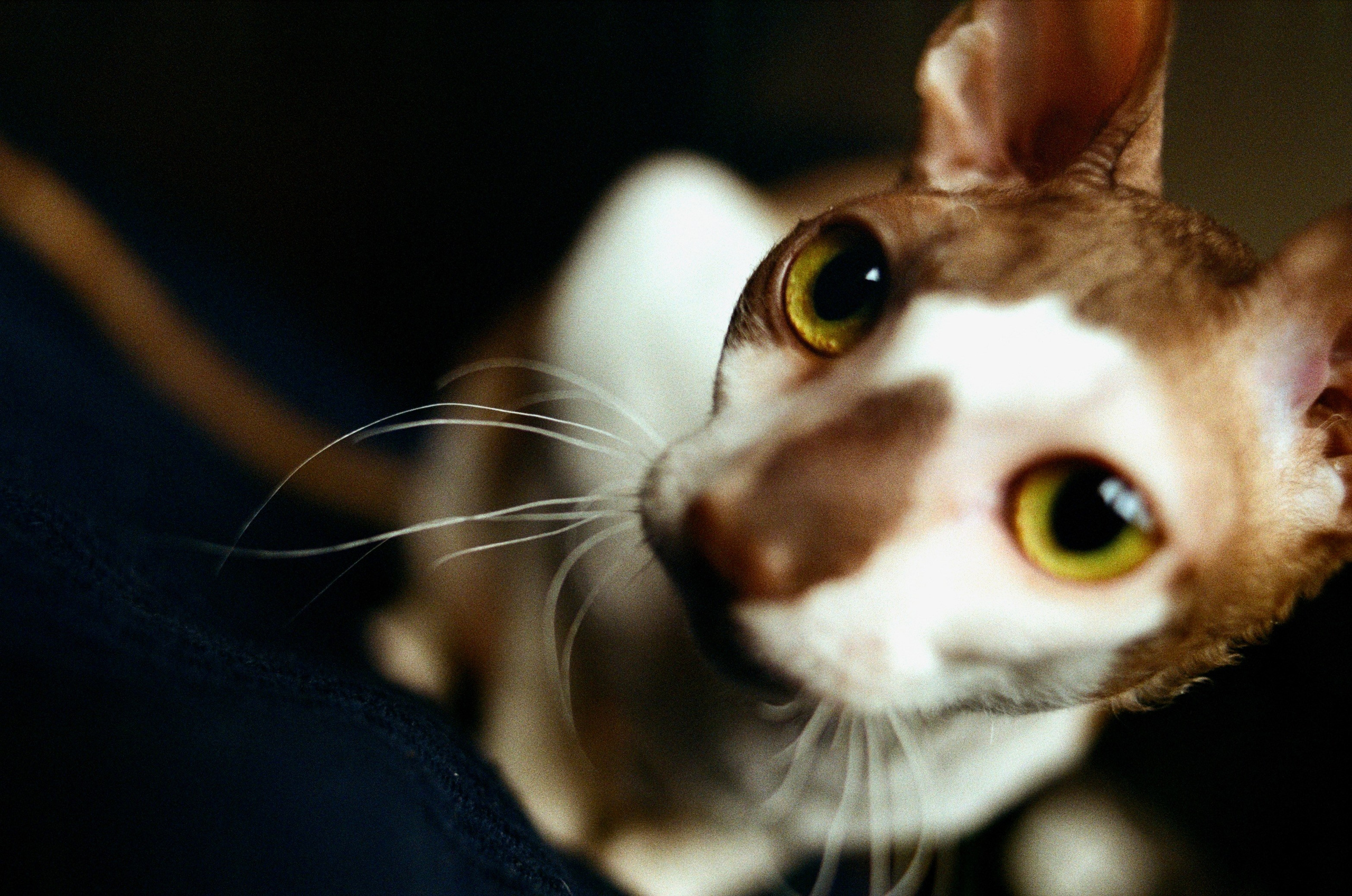 Film. Ruslan UI Dev Page