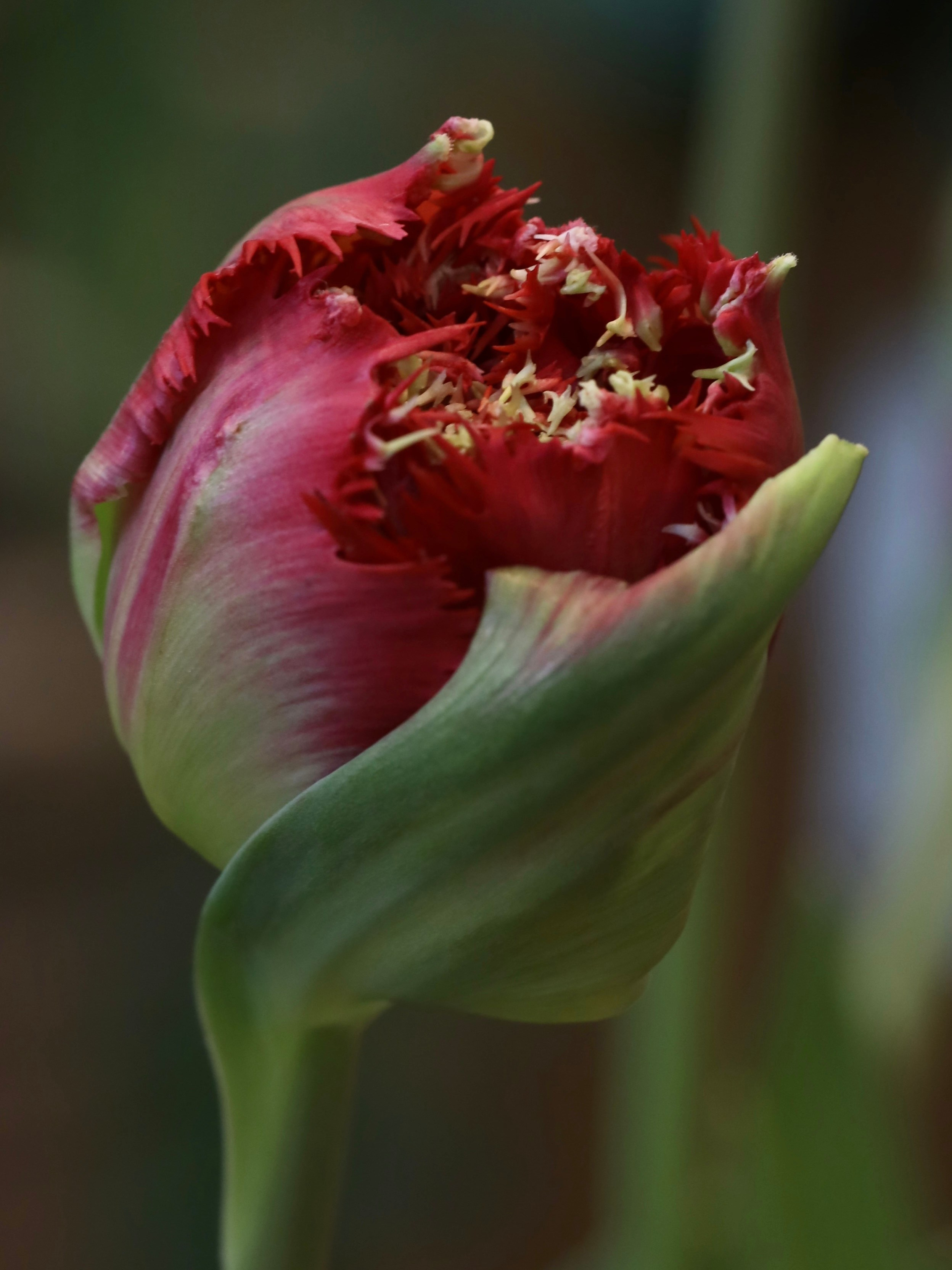 Весенние цветы. Фотосессии и репортаж — Фотограф в Москве — Рина Серёгина