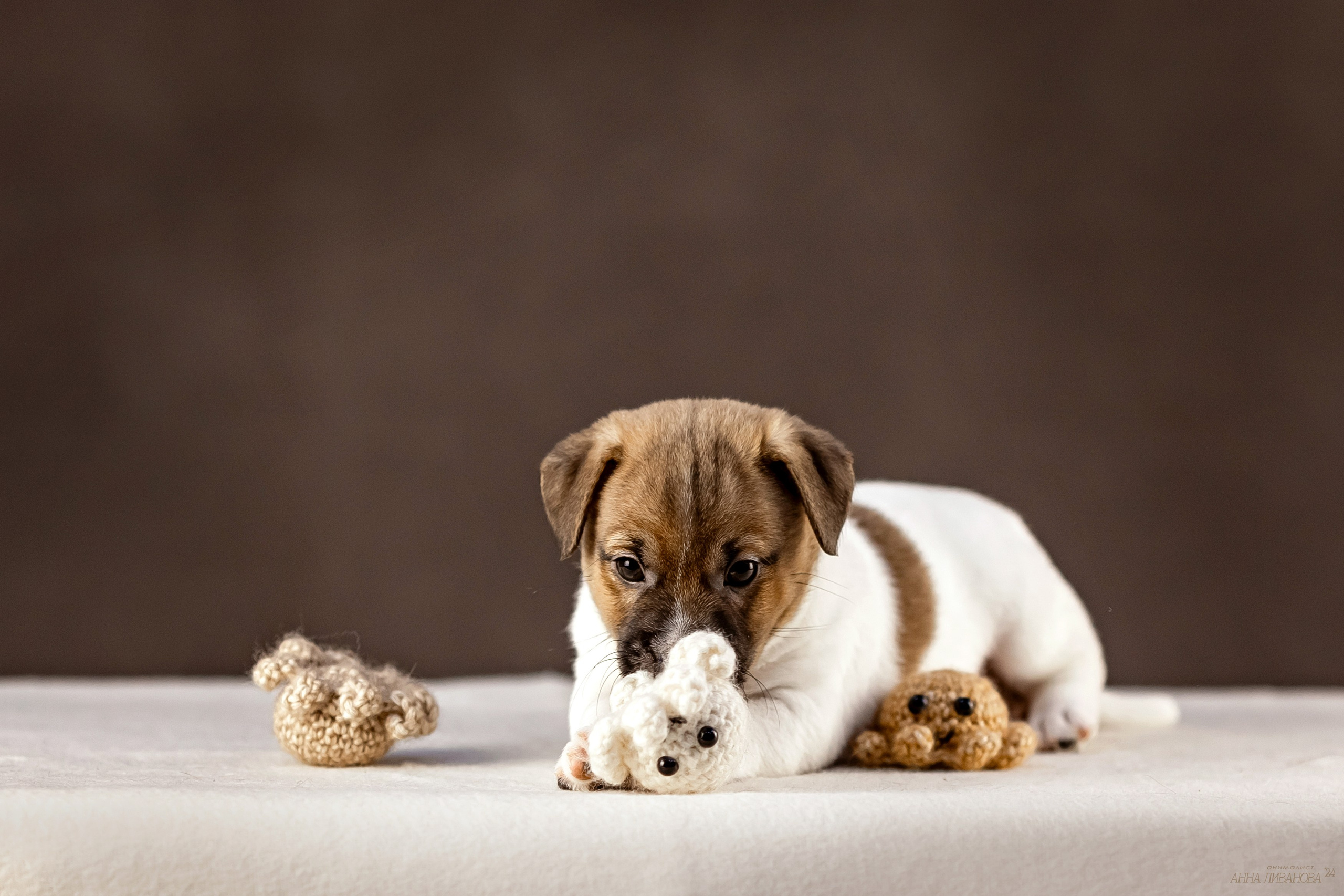 Джек расселы. Фотограф анималист Аня Ливанова | Рыбинск