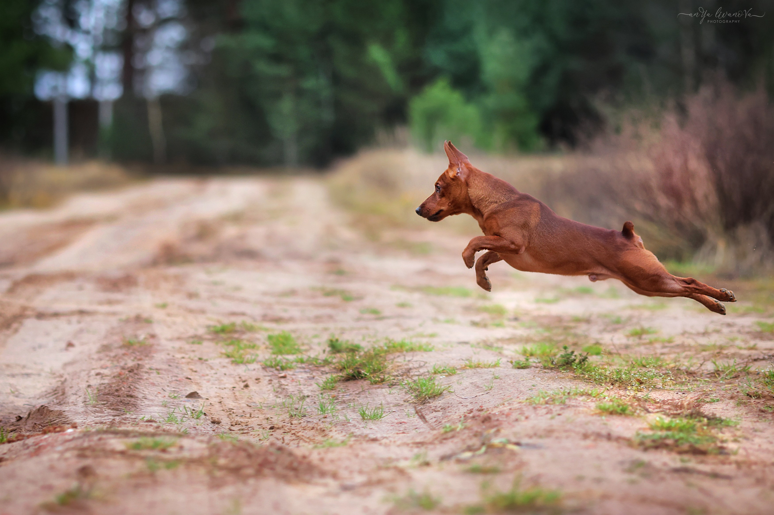 Пашка. Фотограф анималист Аня Ливанова | Рыбинск